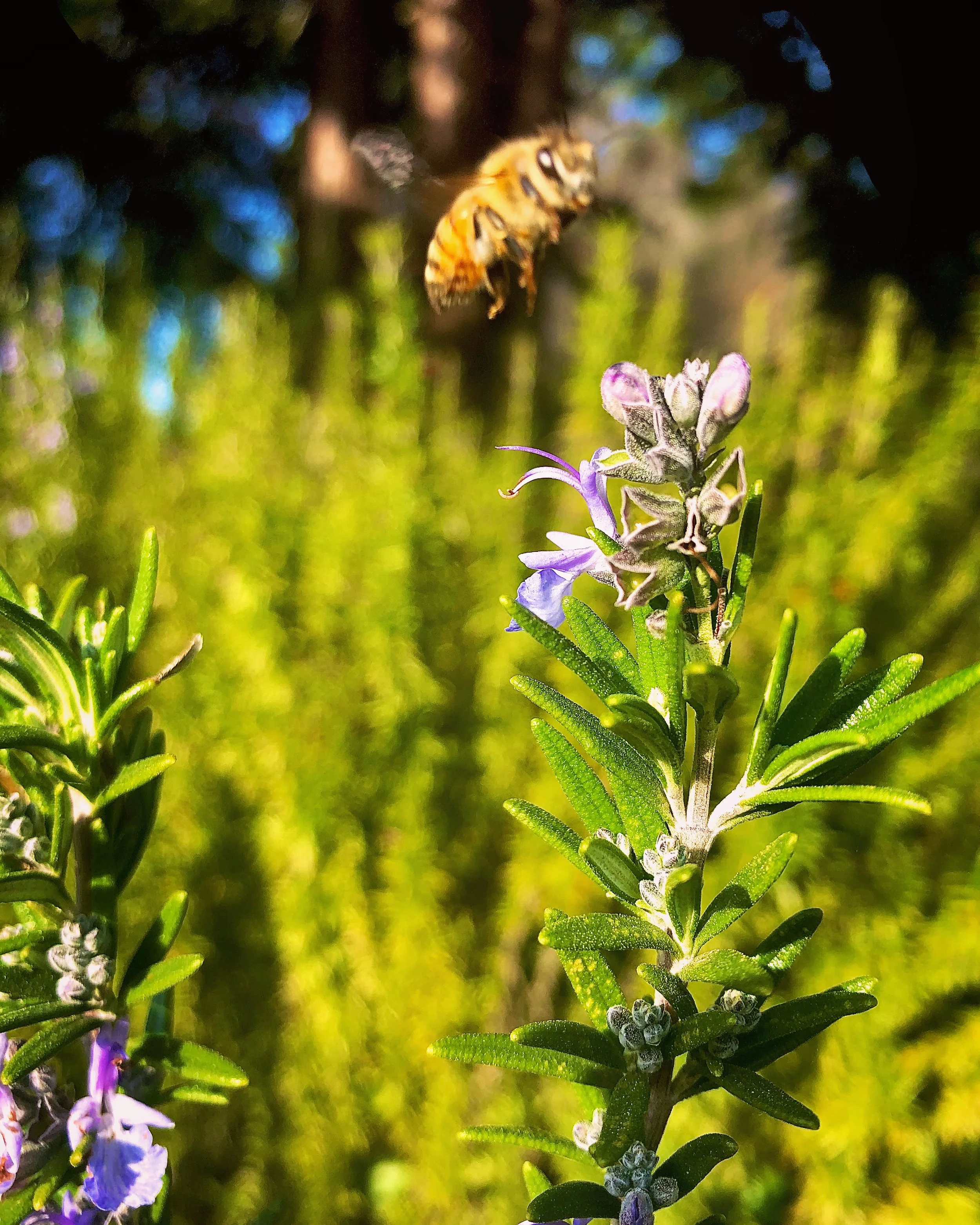 Making Infused Herbal Honey