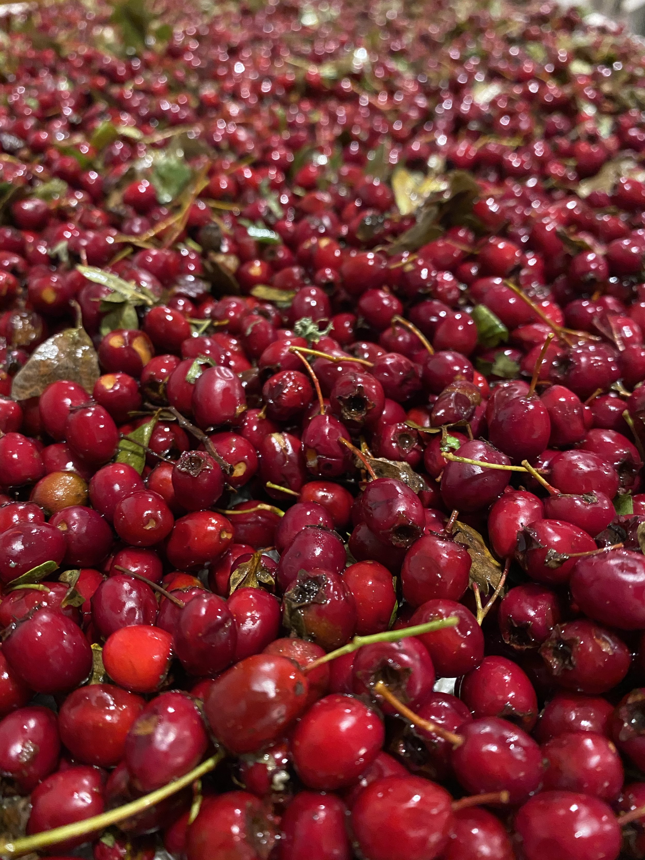 Hawthorn Berry