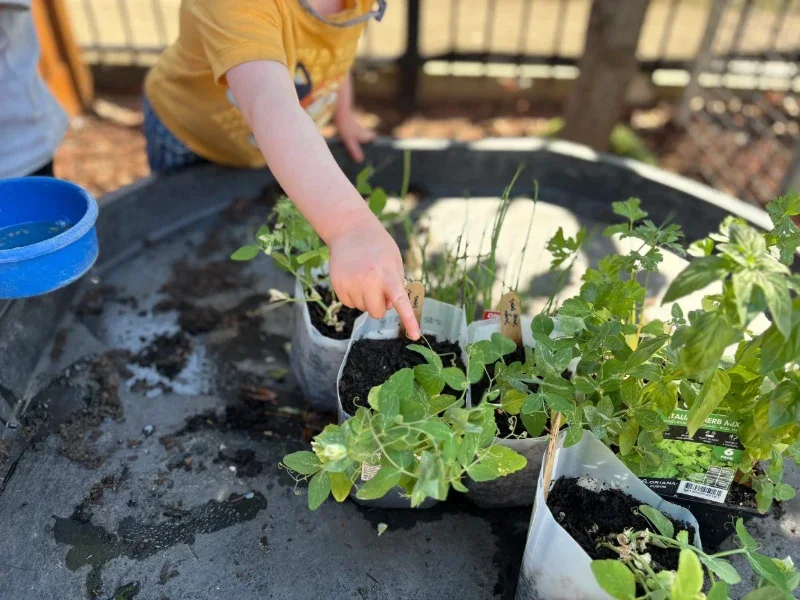 Child pointing at plant seedlings in pots on a gardening table outdoors, with a blue bowl nearby.