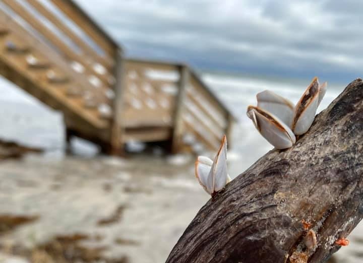 Close-up of a group of tiny clams attached to a piece of driftwood on a beach with a wooden pier and cloudy sky in the background.