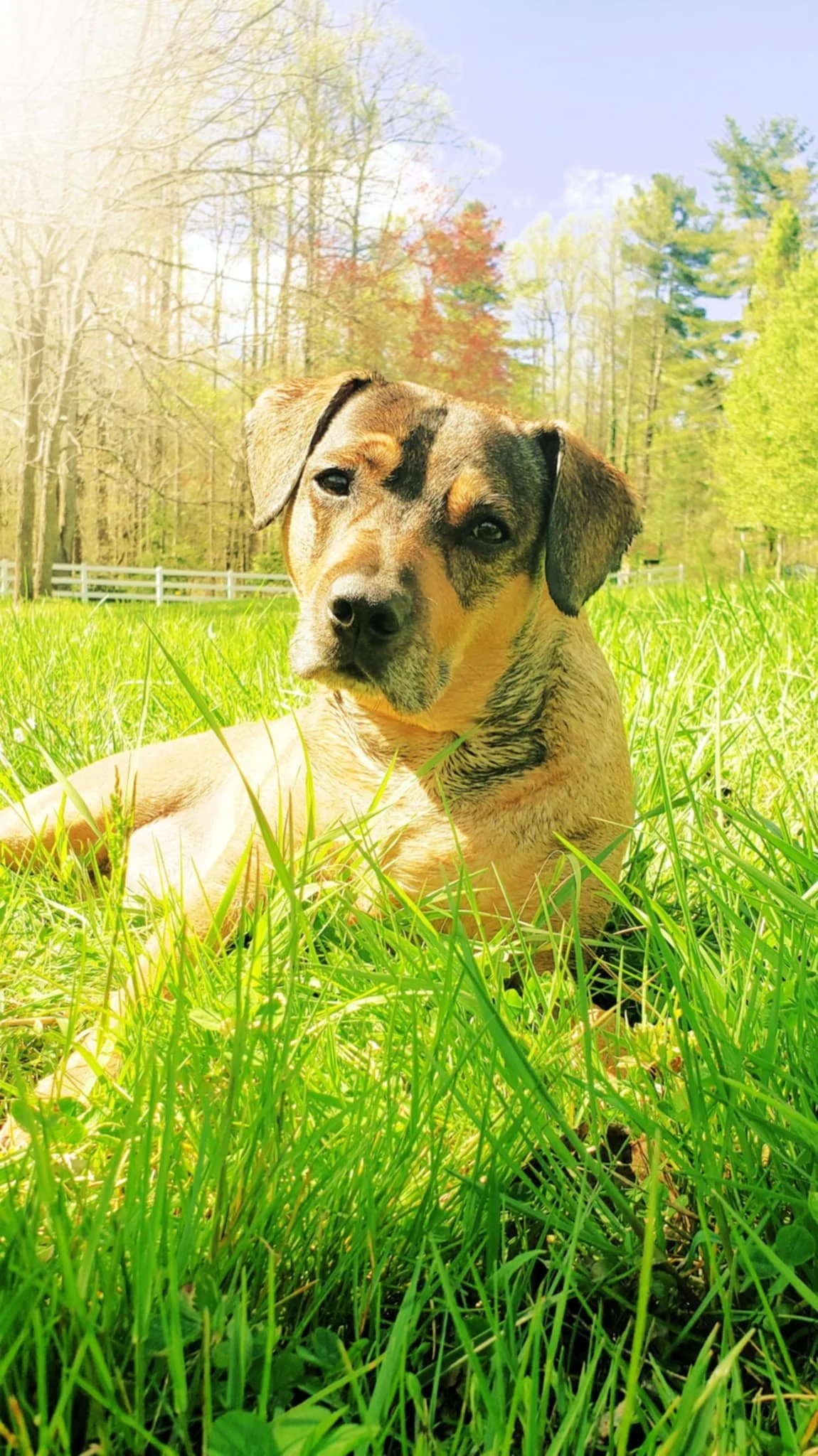 Thumper, Michaela’s Puggle-Pit mix, sitting in grass