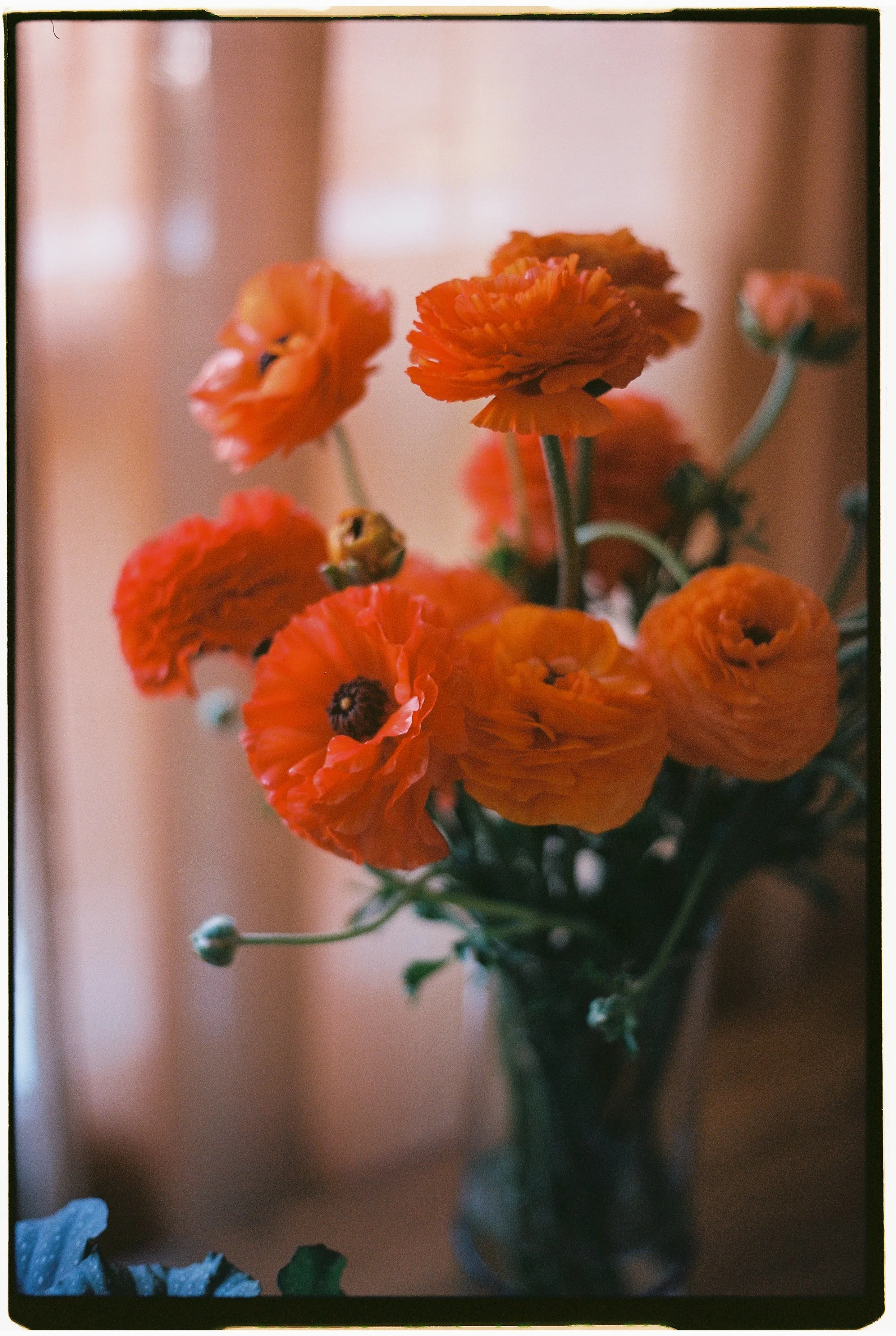 Orange ranunculus flowers