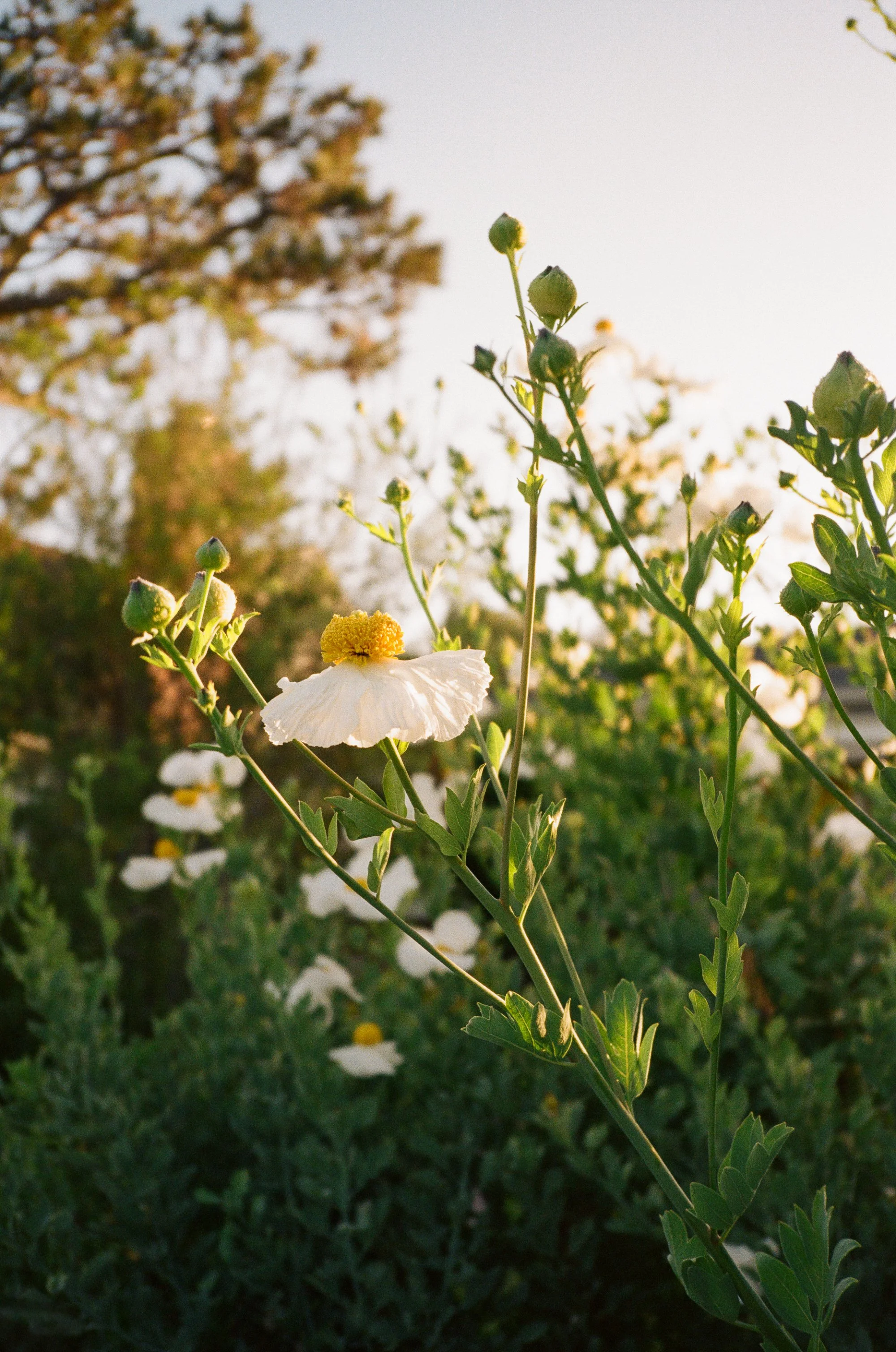 matilija poppies
