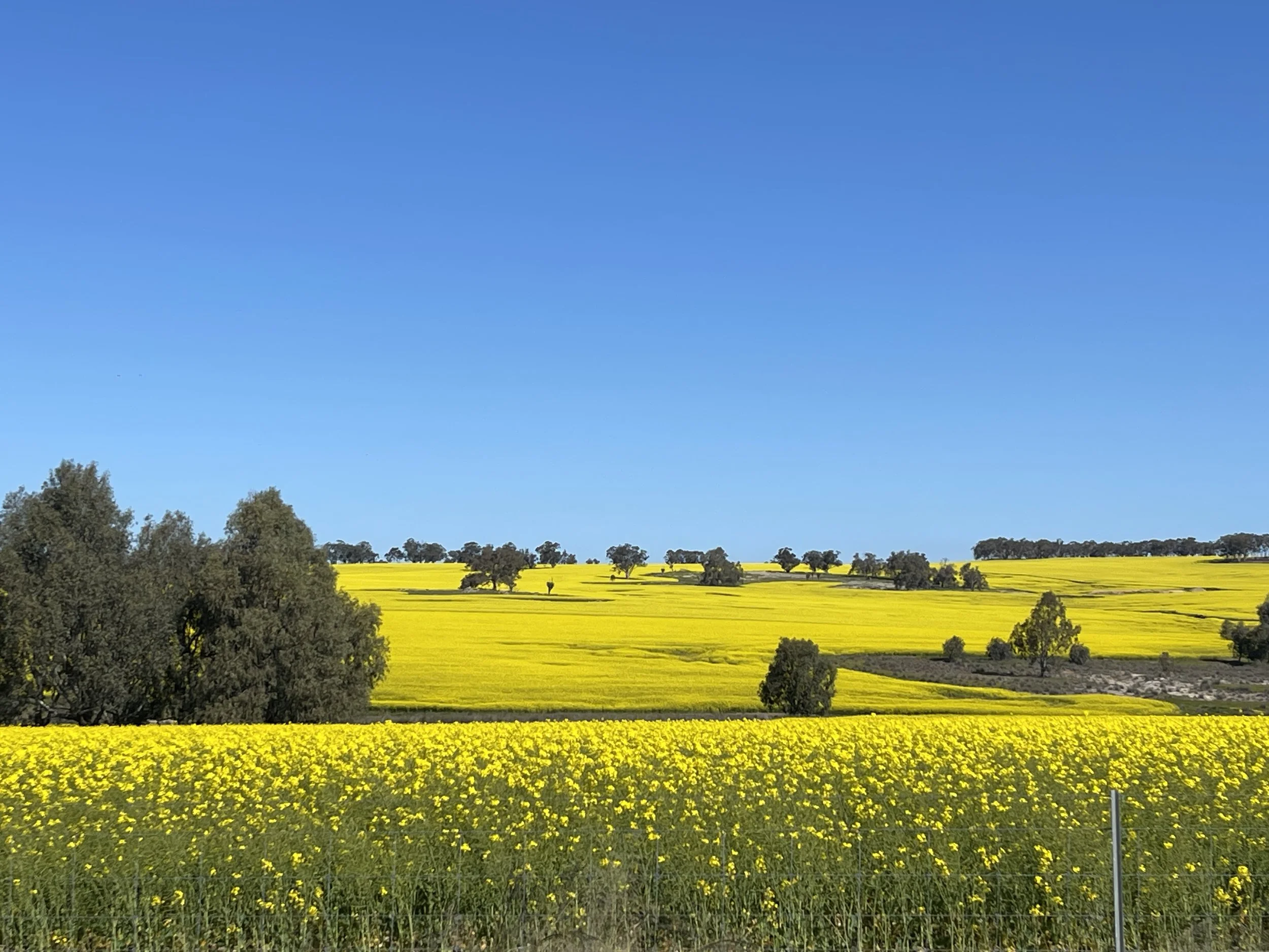 Which month is best to view the Canola in York?