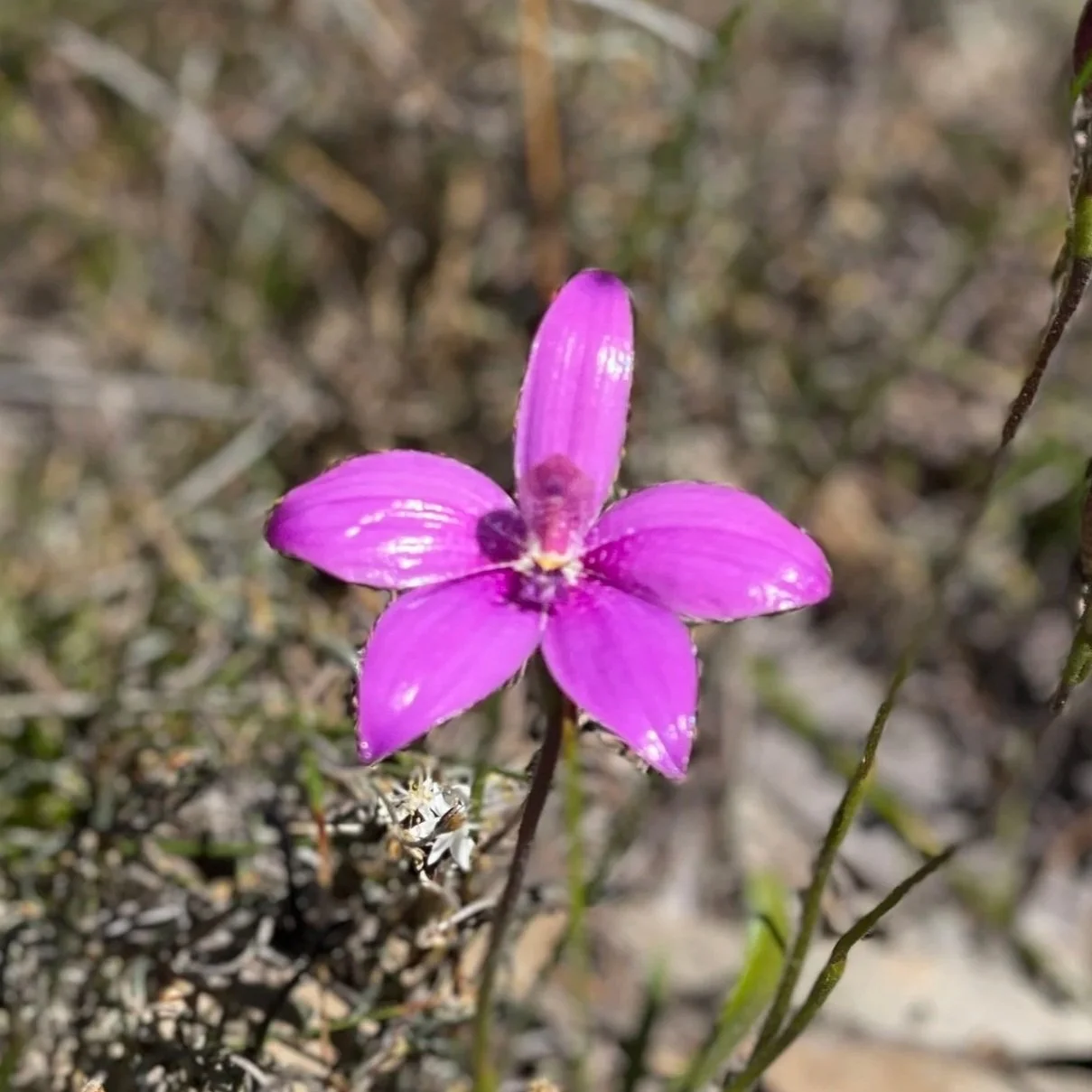 York Wildflower Update - Oct 25