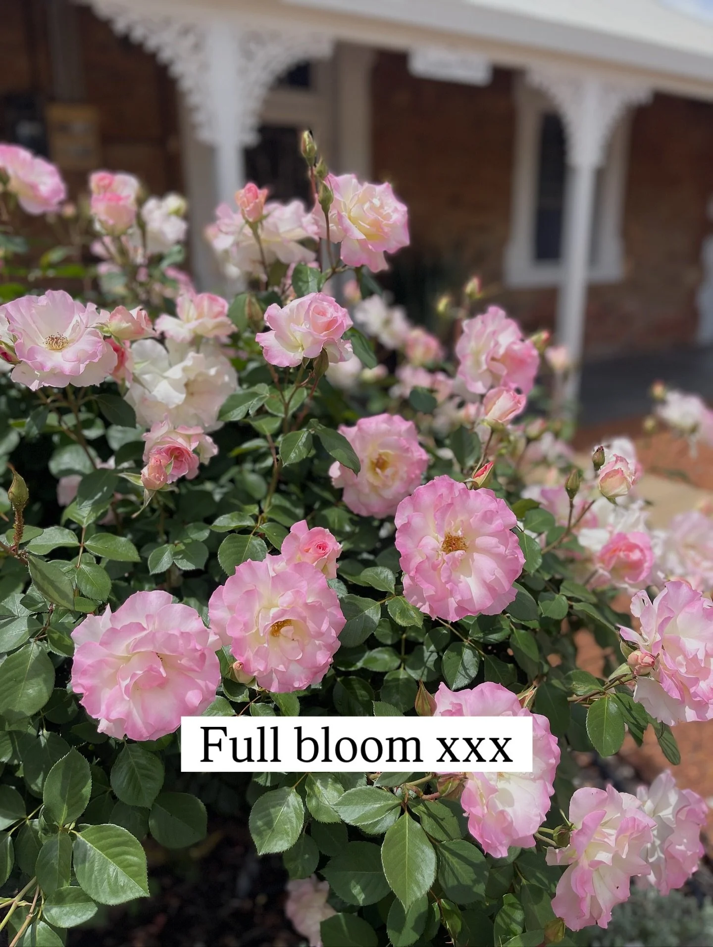 Sunny Hill is in full bloom - what a magical time of the year&hellip;

#yorkwa #experienceyork #sunnyhill #airbnb #thm #thehostingmasterclass #flowers #countrygarden