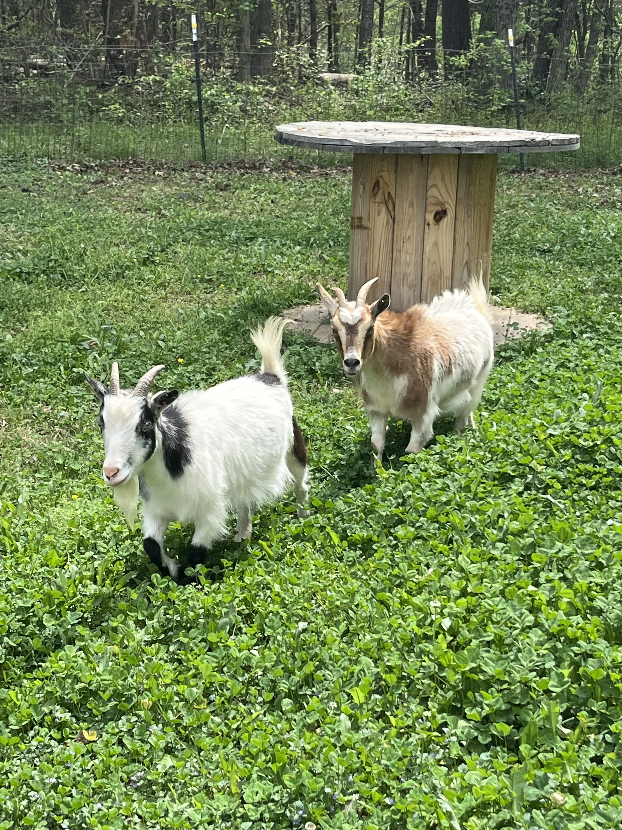 Mini goats at NC retreat center; wellness retreats in NC