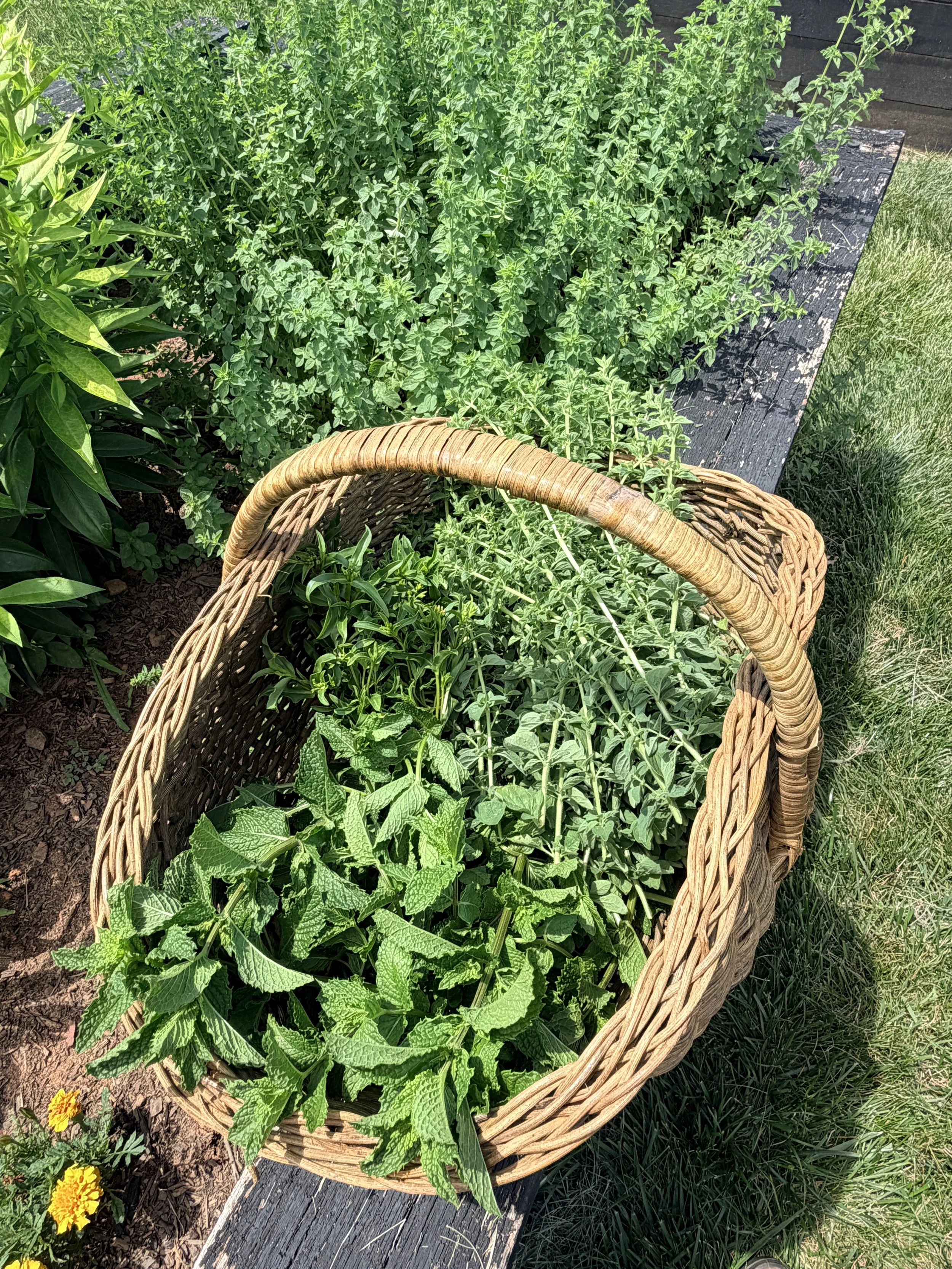 basket of herbs at NC retreat center. best things to do in Taylorsville NC