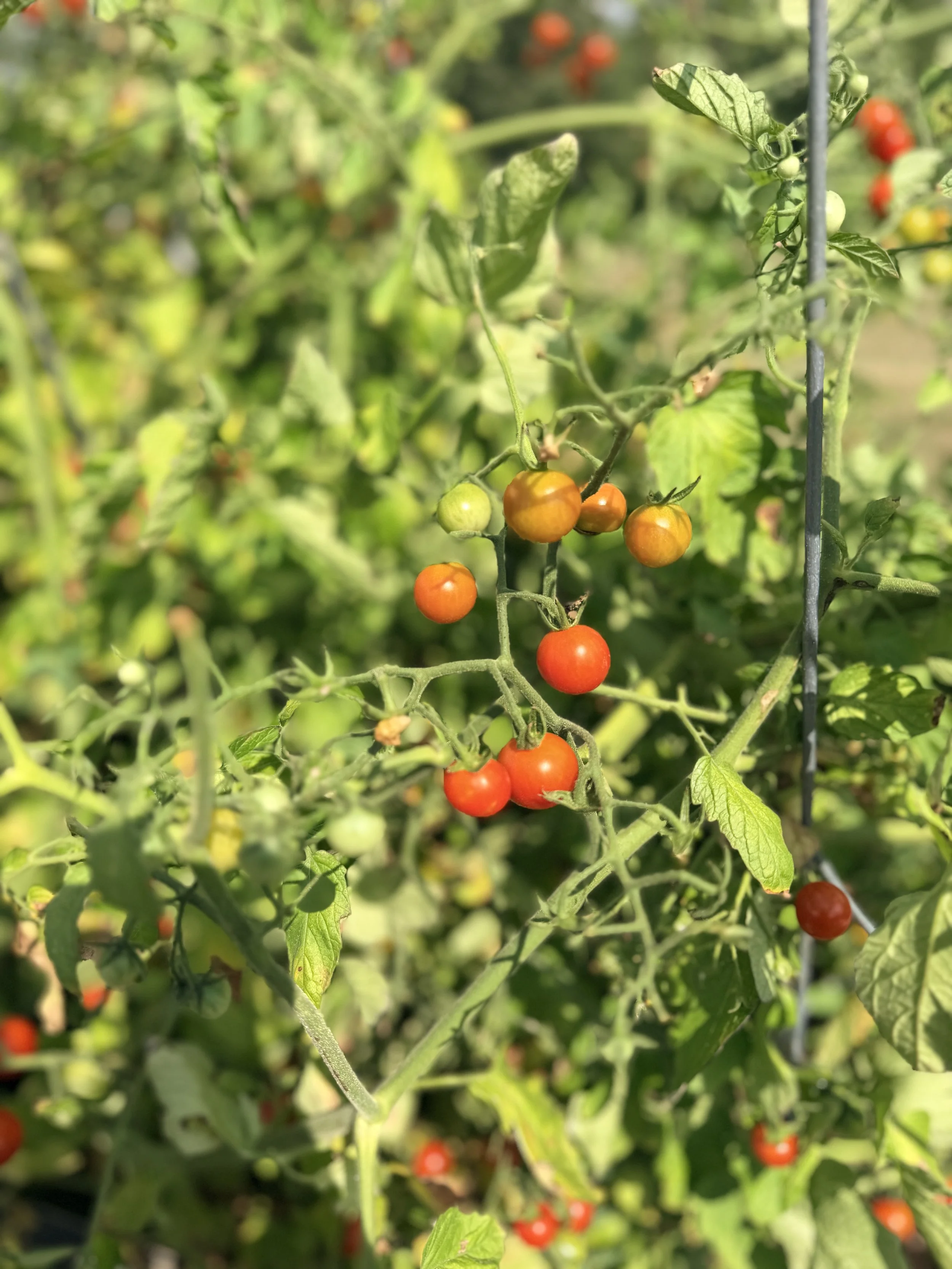 tomato bush at NC retreat center; best places to travel in North Carolina