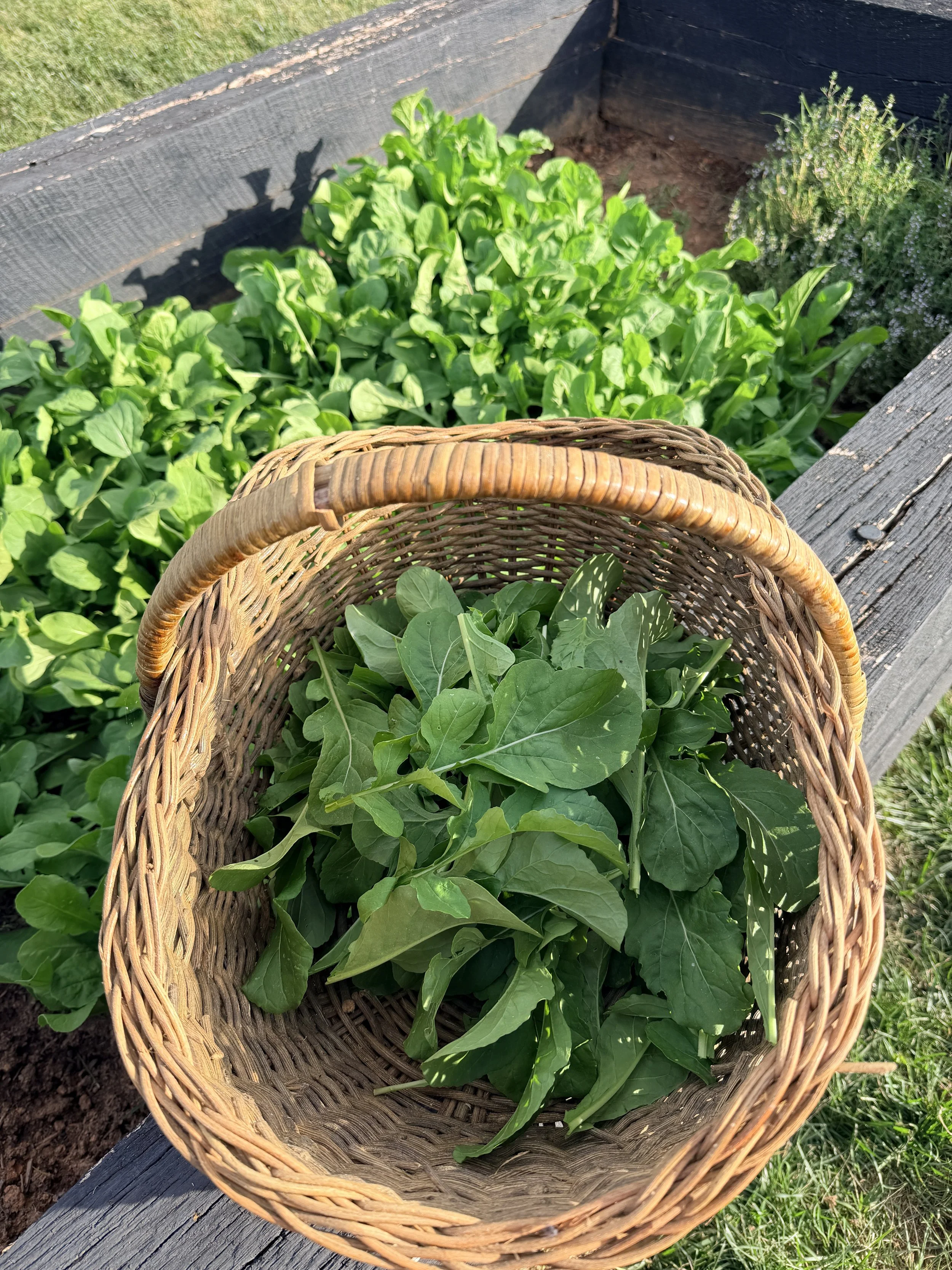 Garden at NC Retreat Center; wellness retreats in NC