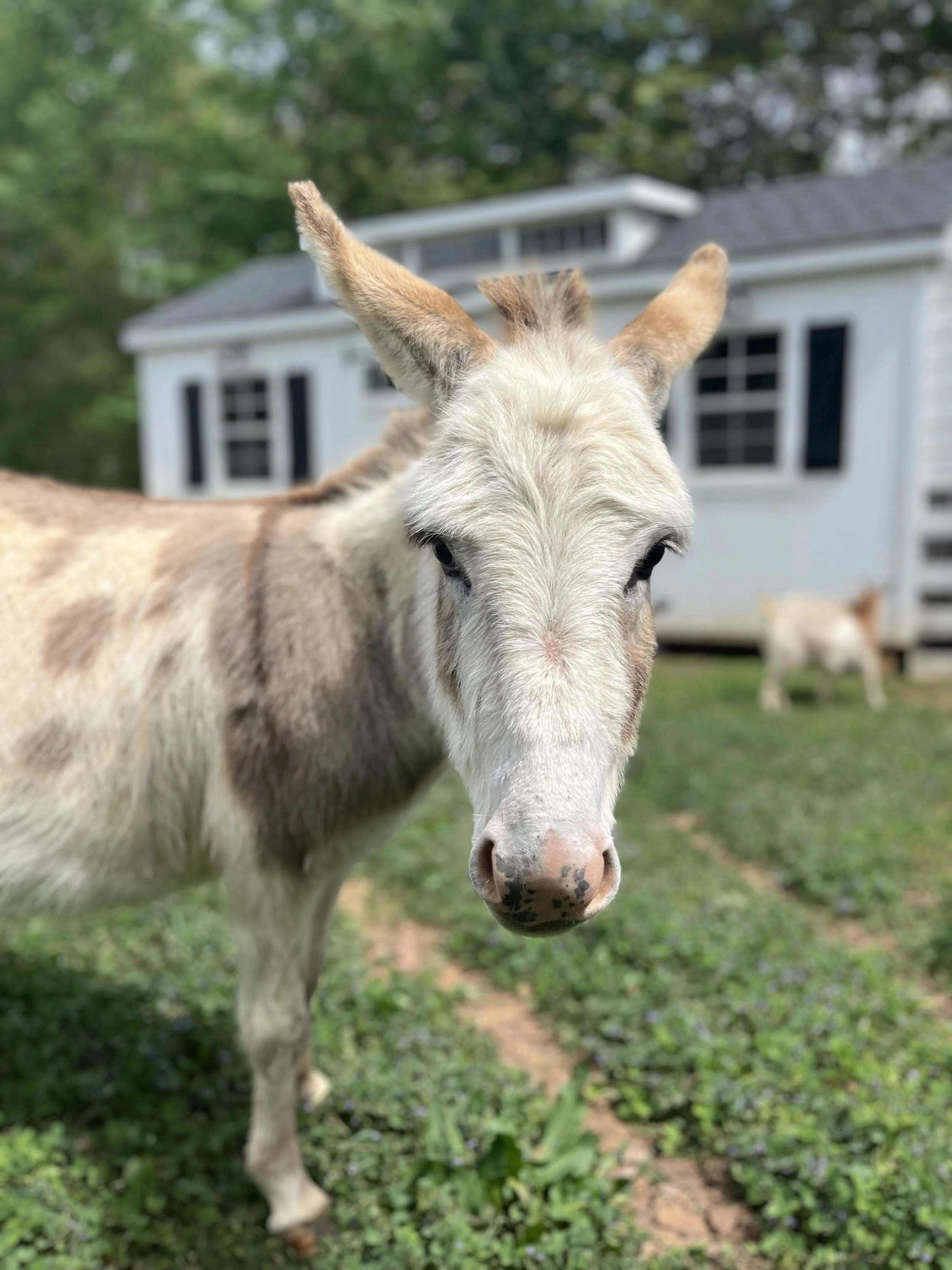Donkey at NC retreat center; best things to do in Taylorsville NC