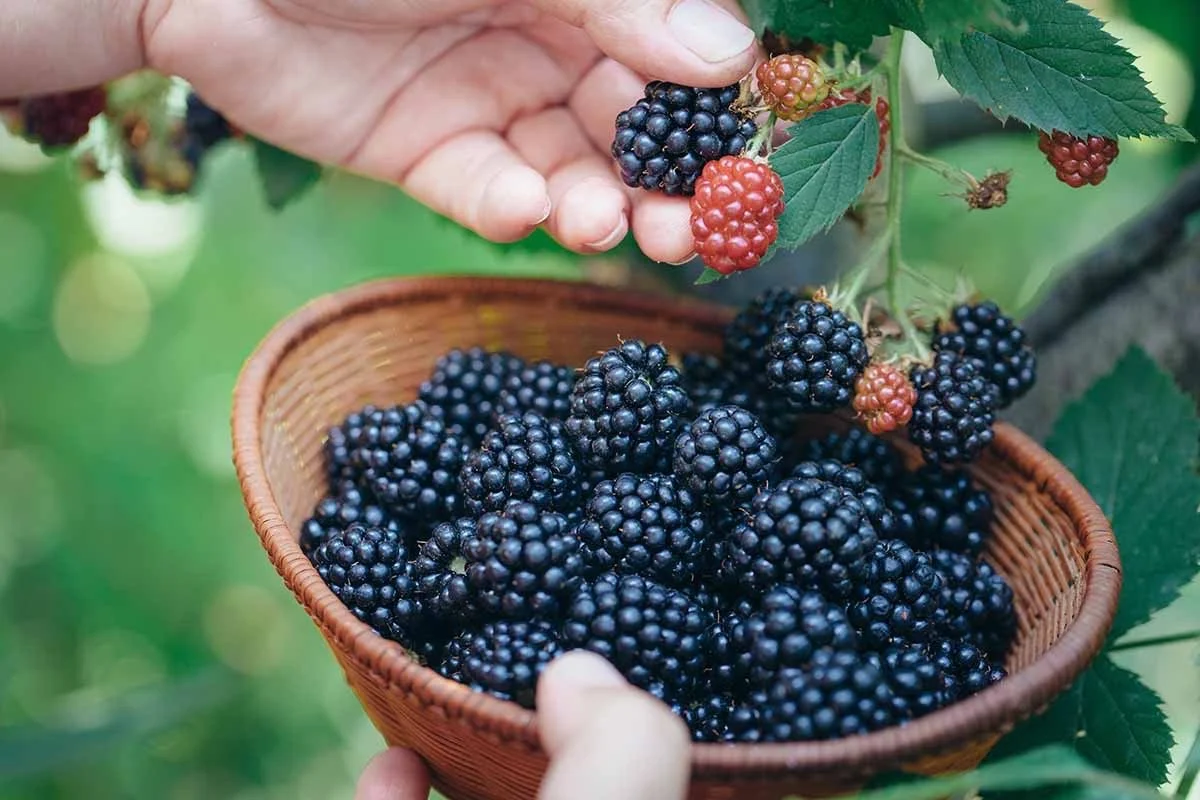 Blackberry Picking and Farm Tour with Animal Encounters 6/17/26