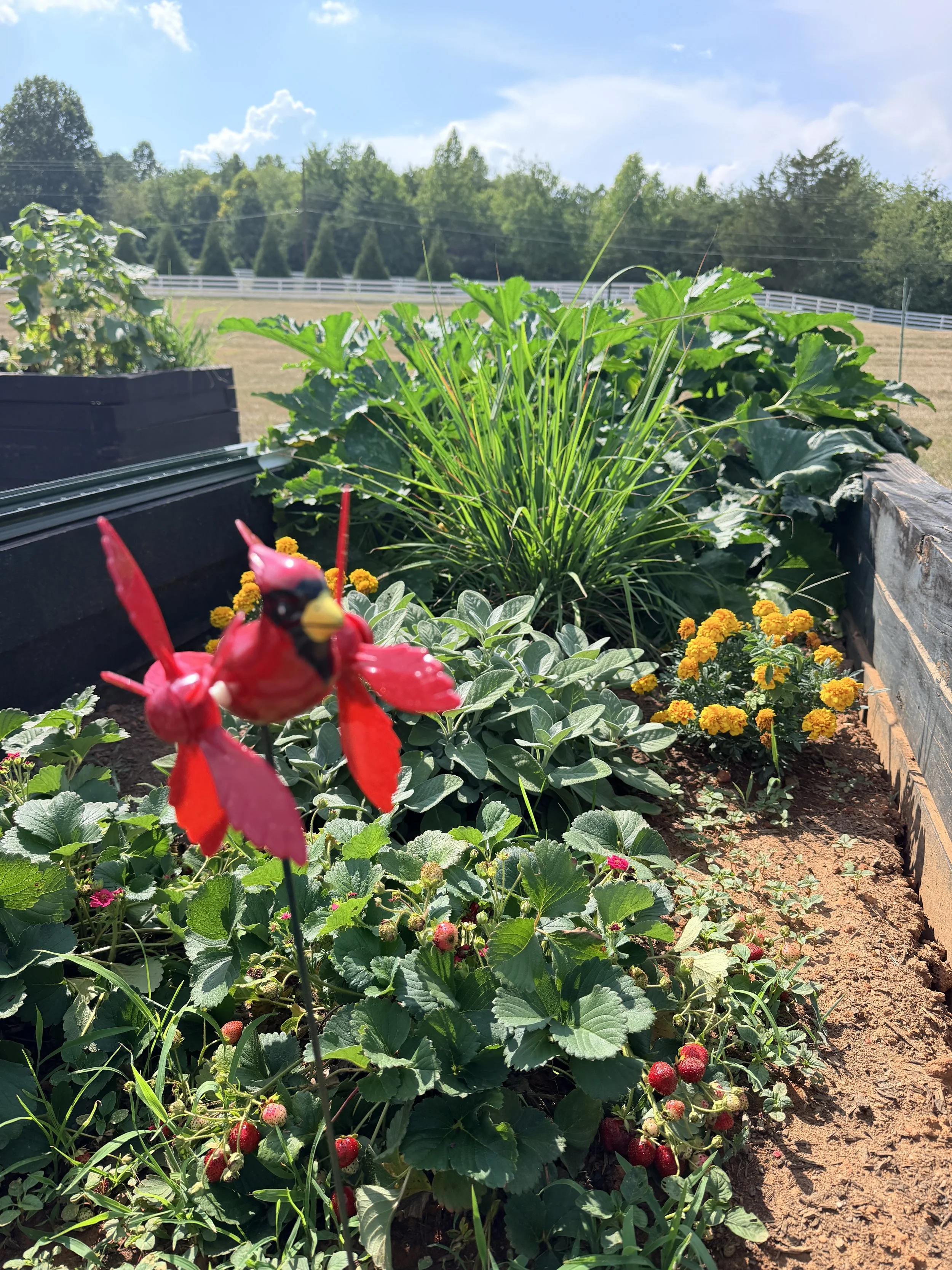 Cardinal red bird in vegetable garden at NC retreat center; best places to travel in North Carolina