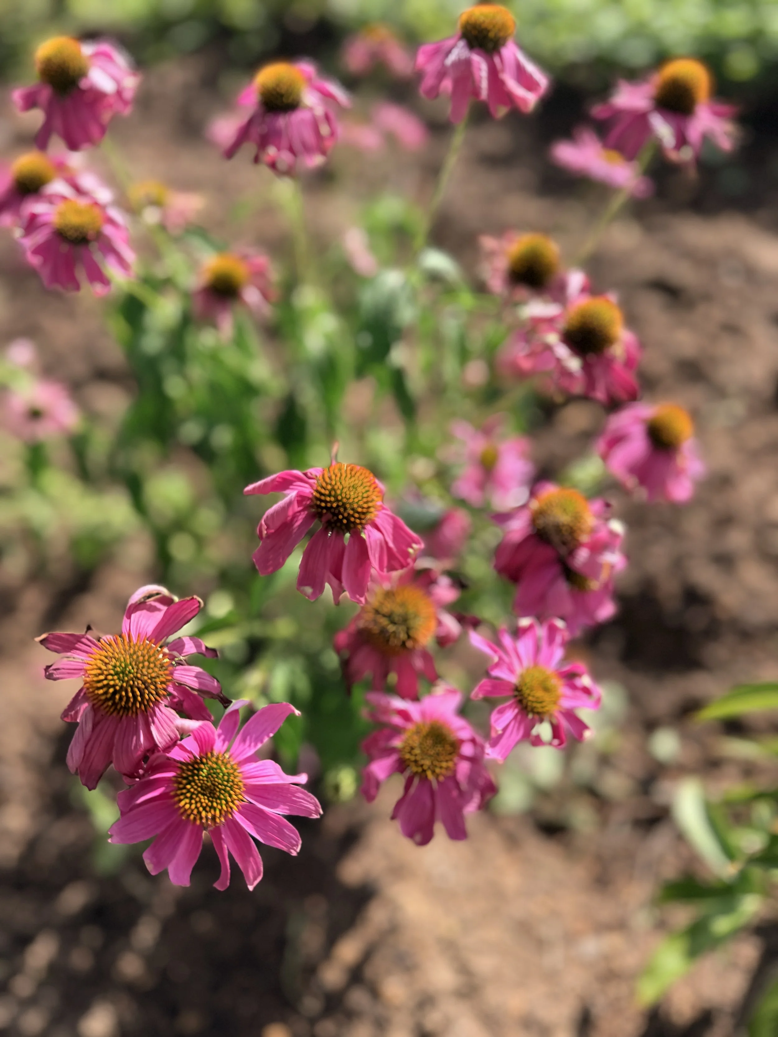 Pink flowers at NC retreat center; best places to travel in North Carolina