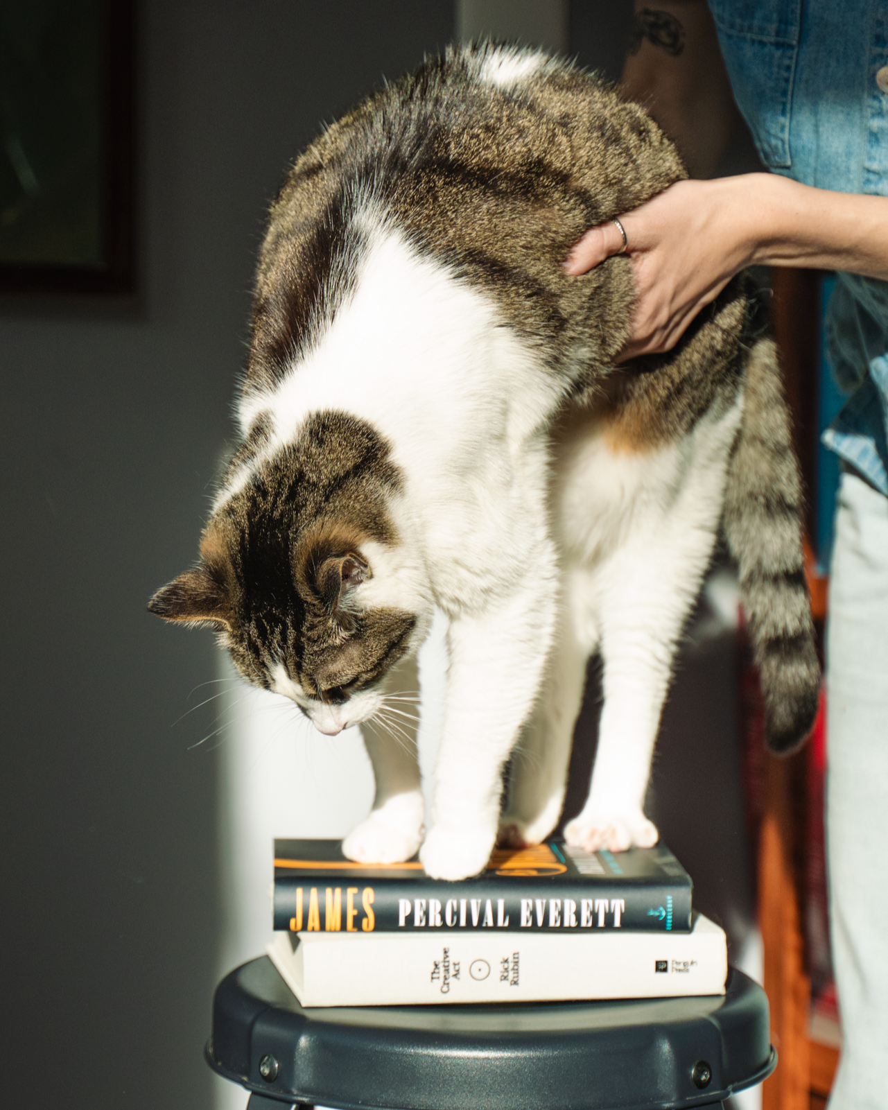 A cat standing on a stack of books on a small black stool, with a person's hand holding the cat gently.
