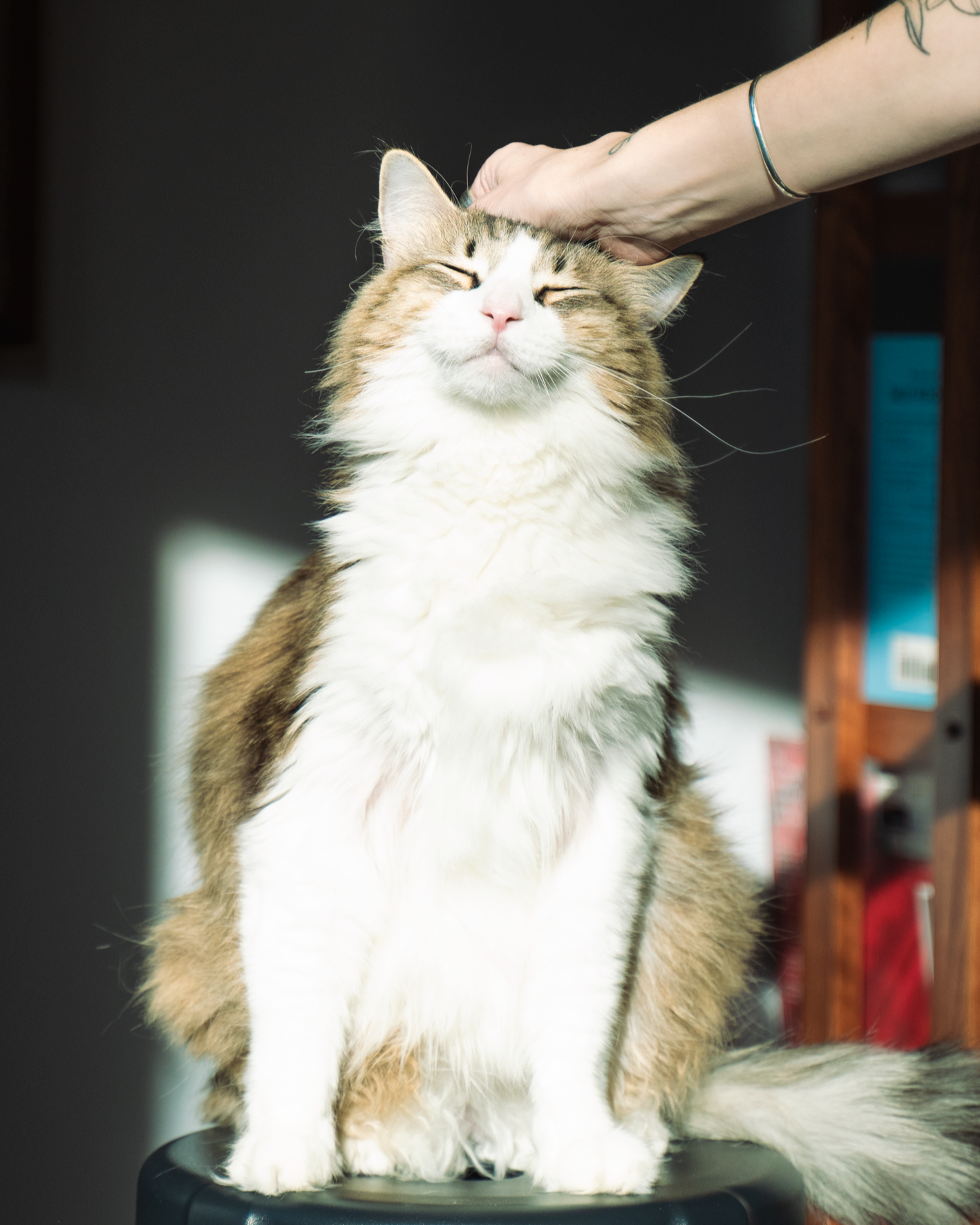 A fluffy calico cat sitting on a black surface with closed eyes and a content expression while being petted on the head by a person wearing a silver bracelet.