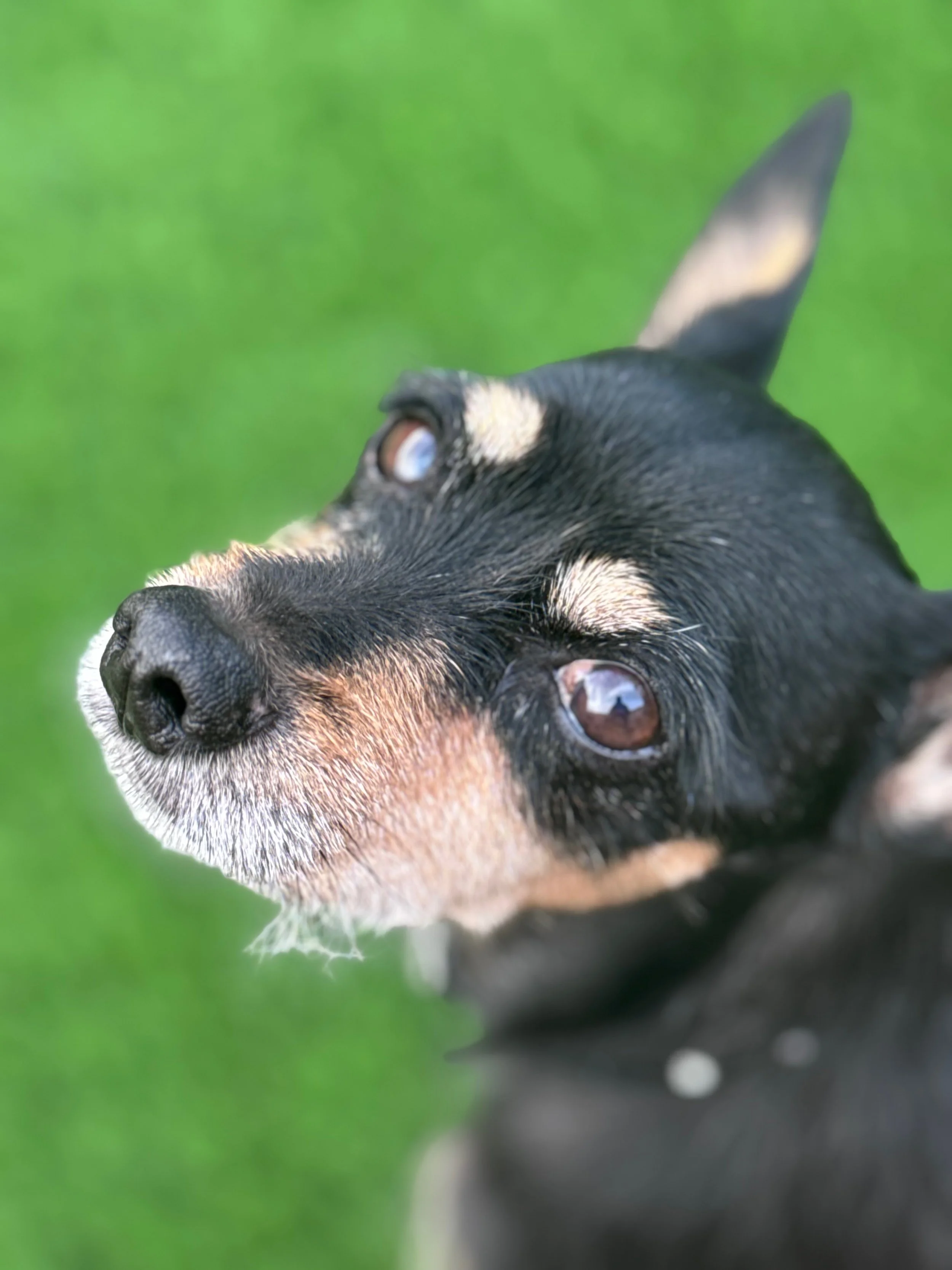 Close-up of a black and tan dog with a gray beard, looking to the side, against a blurred green background.