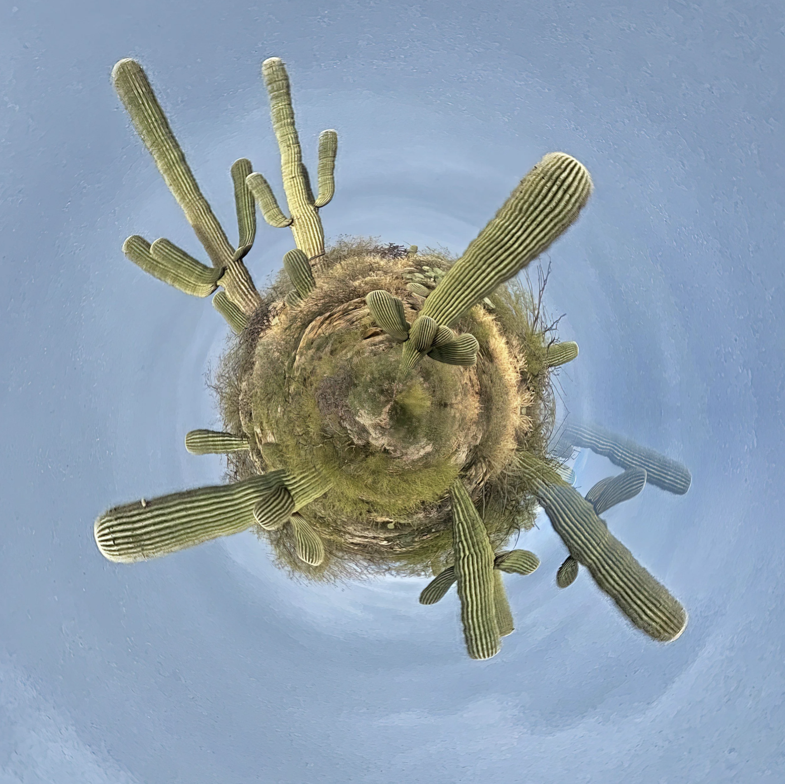 Earth Day in Tucson: How Living Here Naturally Supports a More Sustainable Lifestyle | Tucson Real Estate