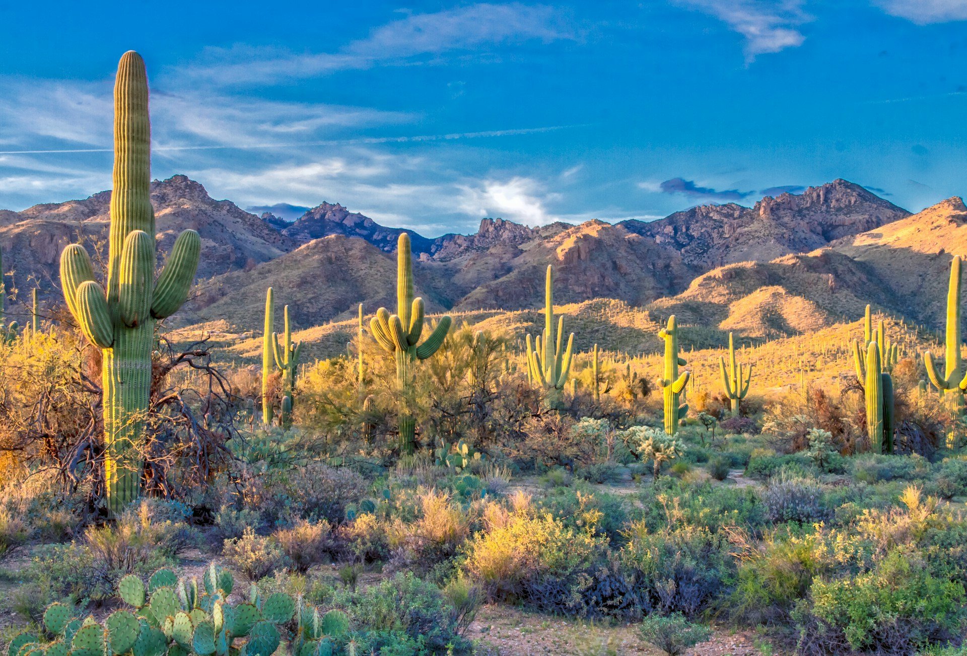 The Best Hiking Trails Near Tucson, Arizona