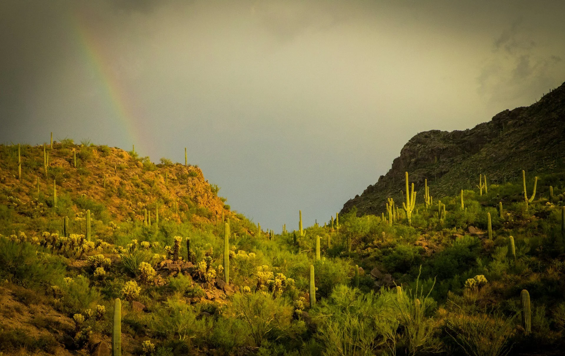 Tucson vs. Scottsdale: Which Arizona City Is Right for You?