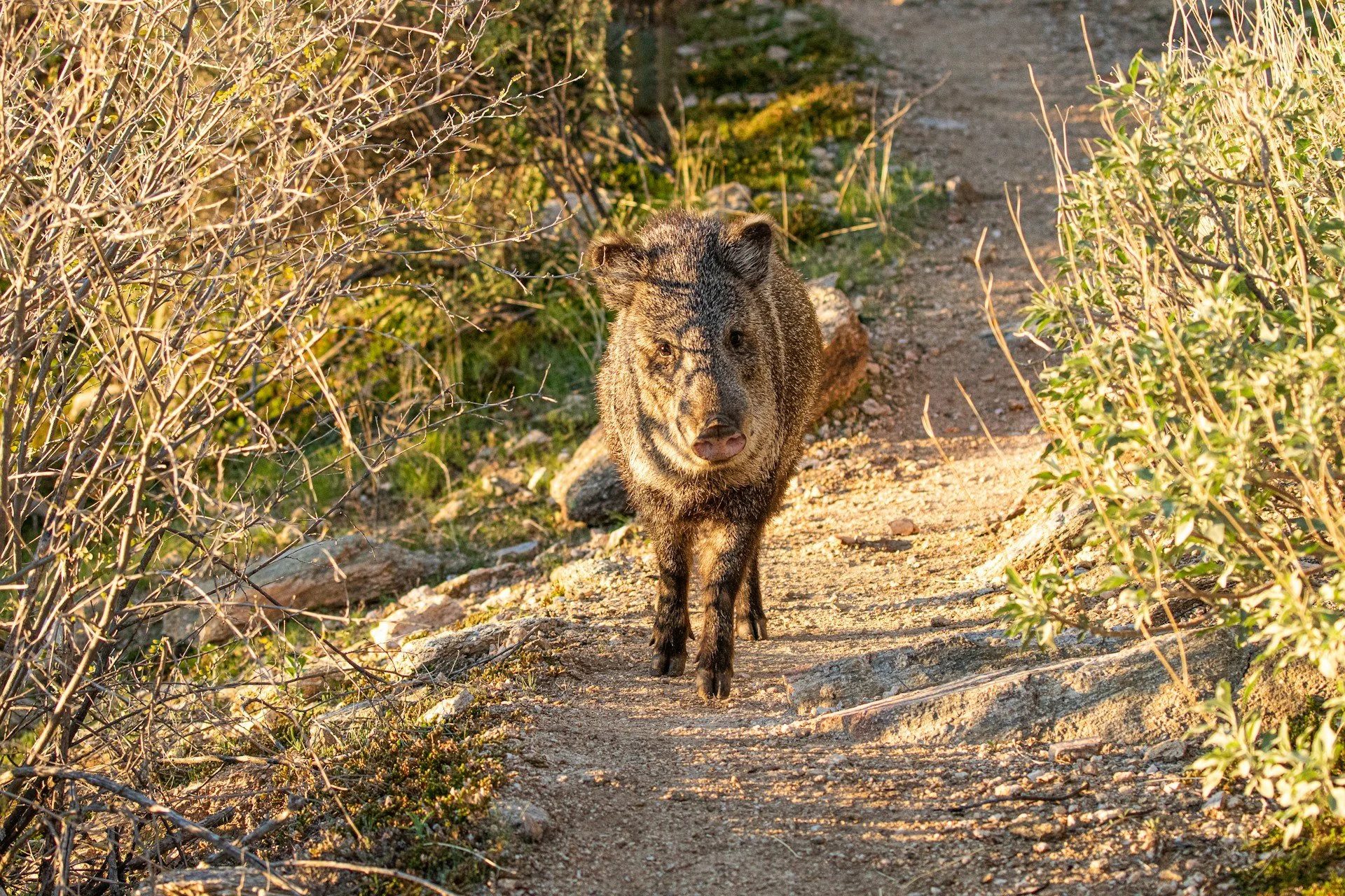 Living with Desert Wildlife: What Tucson Homeowners Should Know | Tucson Real Estate