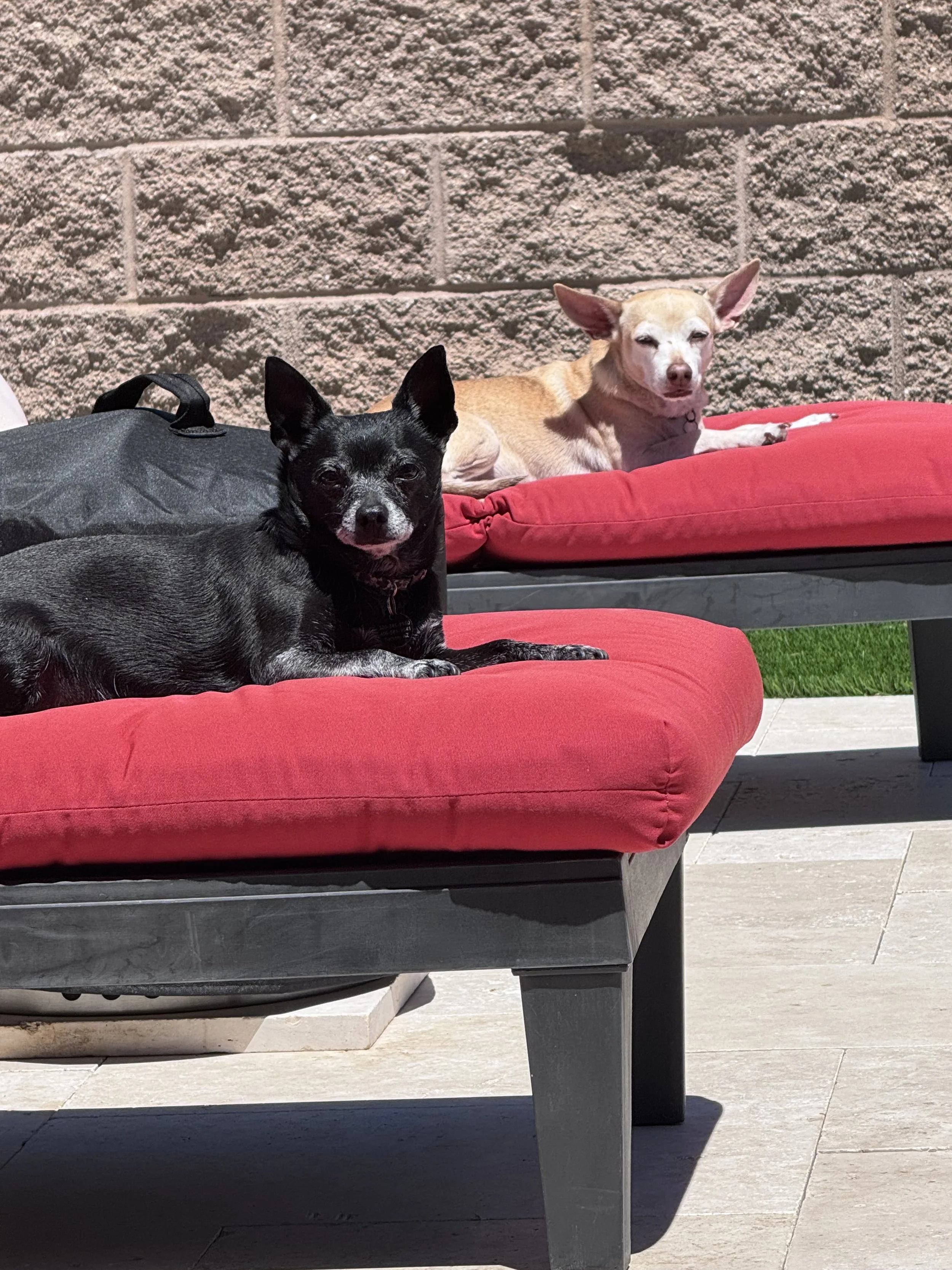 Two small dogs, one black and one tan, lying on red cushioned lounge chairs outside, with a brick wall in the background and sunlight casting shadows.