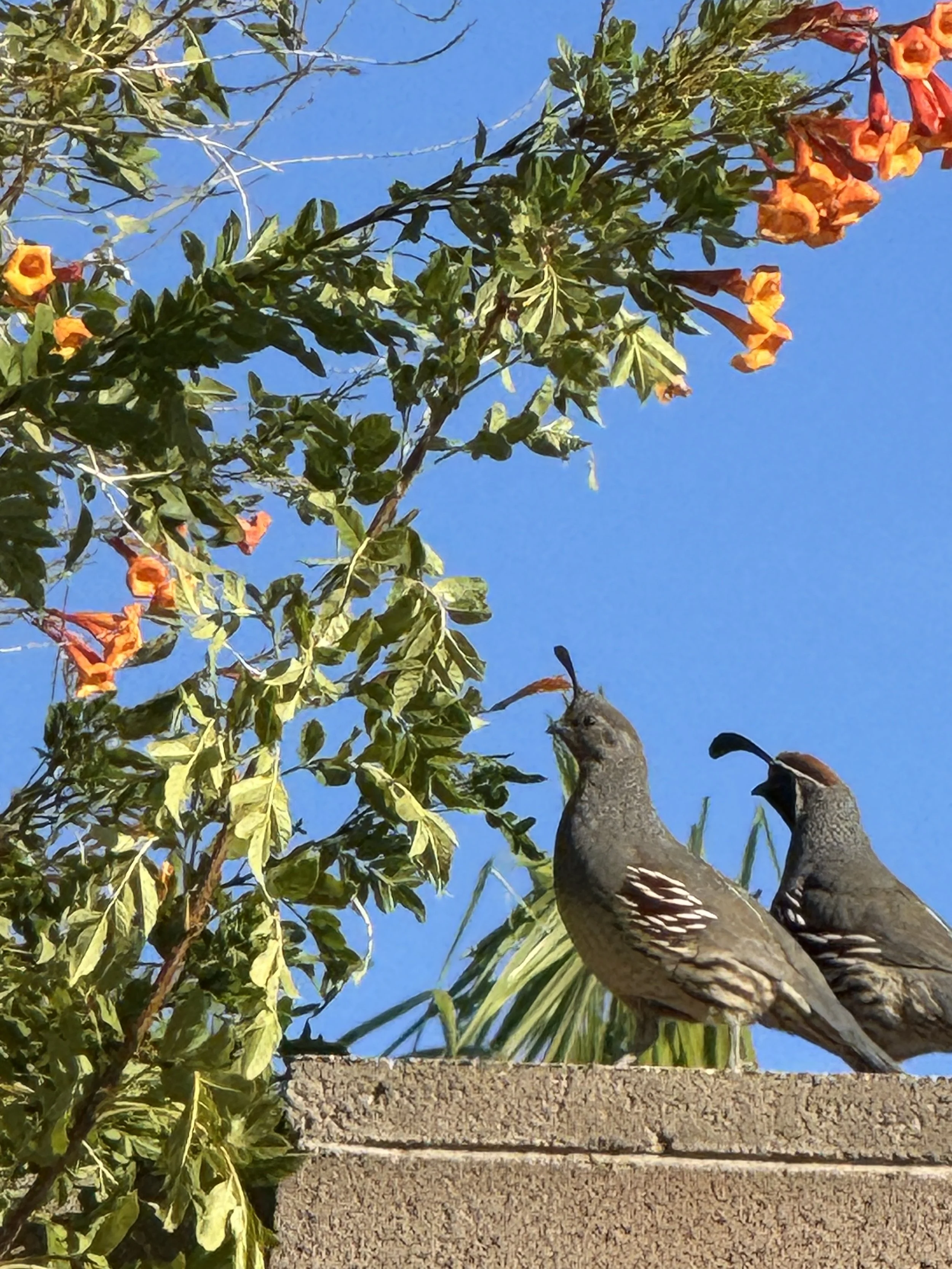 Two quails perched on a stone wall next to leafy branches with orange flowers against a bright blue sky.