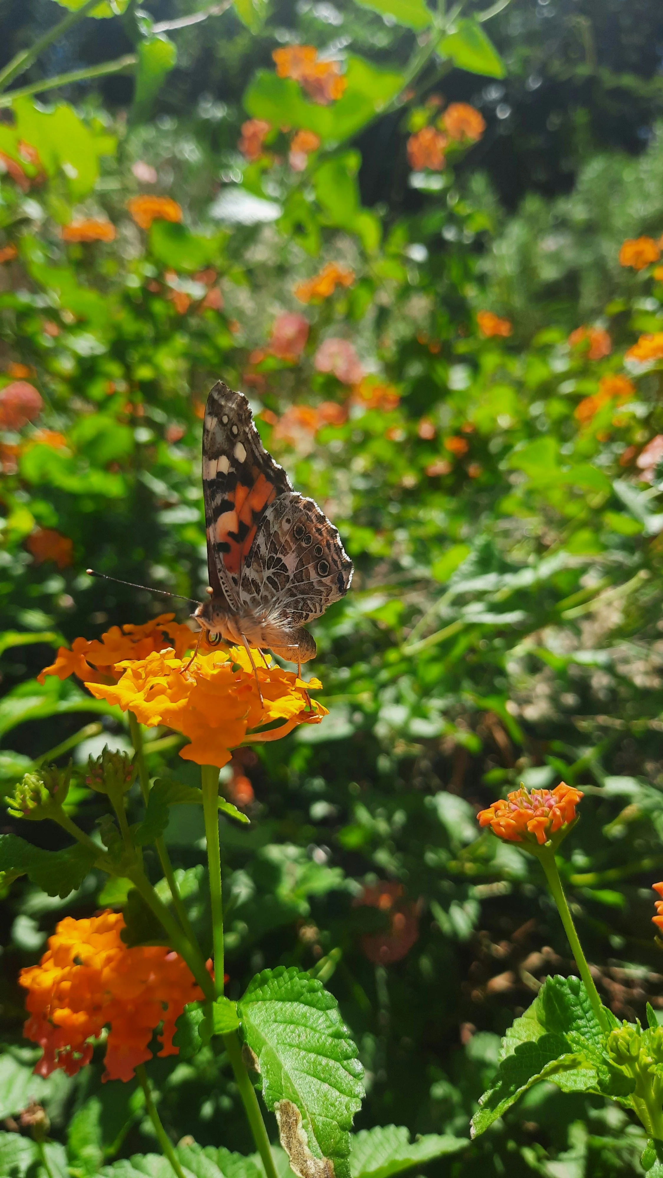 a painted lady butterfly in Tucson
