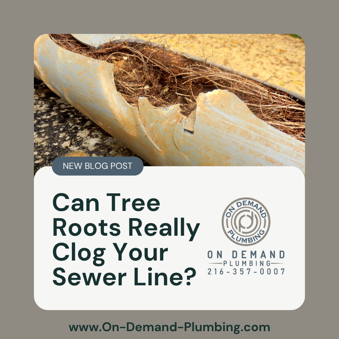 Can Tree Roots Really Clog Your Sewer Line?