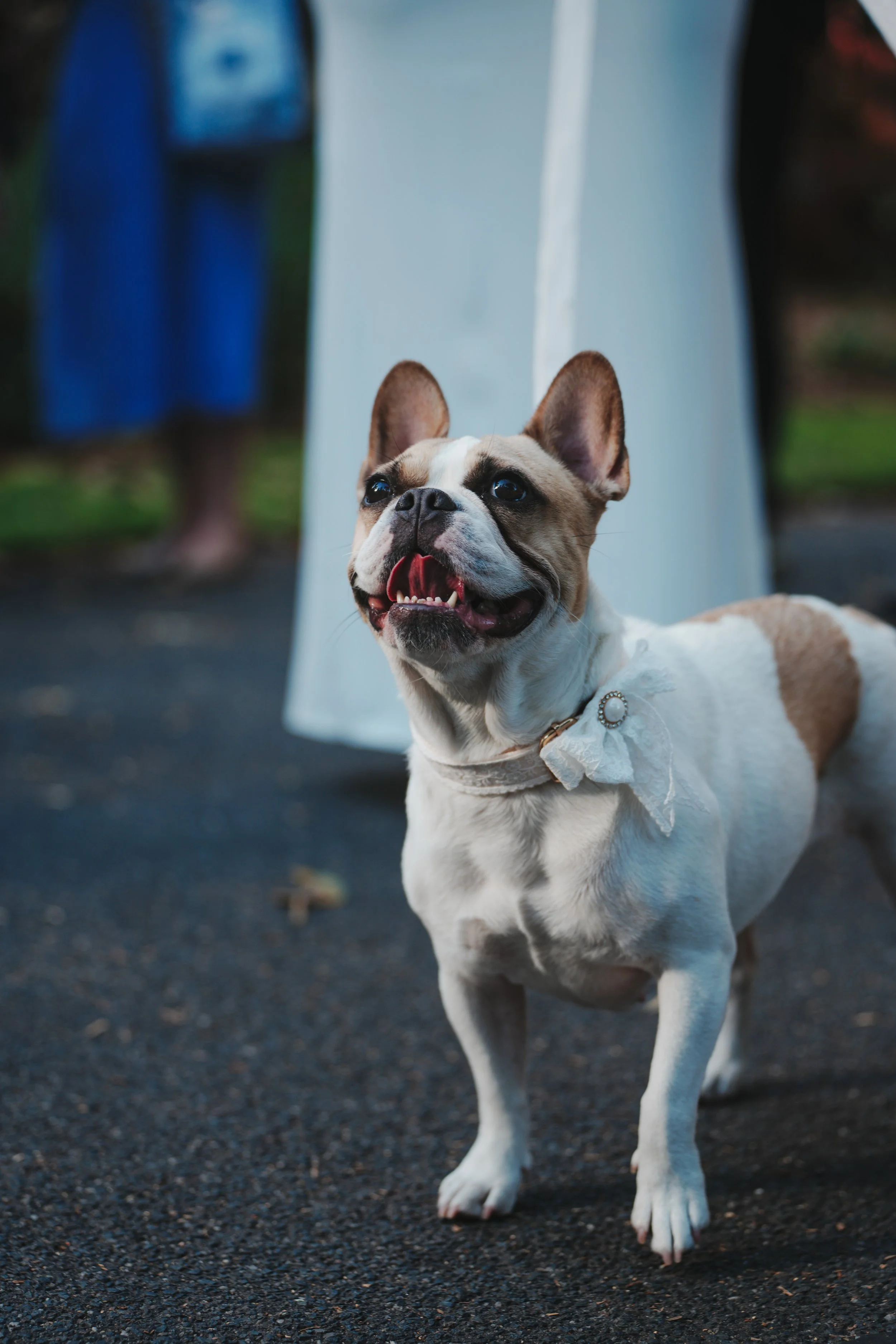 Mitch Gamble Media x Nikki & Tom's Wedding (Smaller Files)-094.jpg