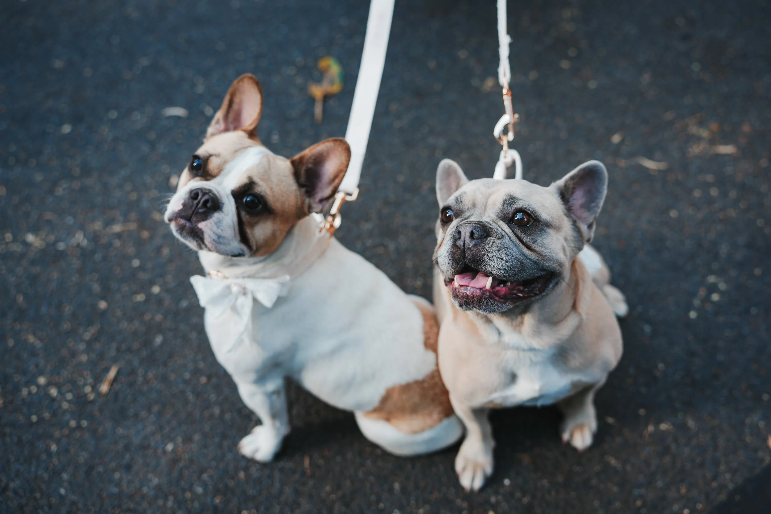 Mitch Gamble Media x Nikki & Tom's Wedding (Smaller Files)-096.jpg