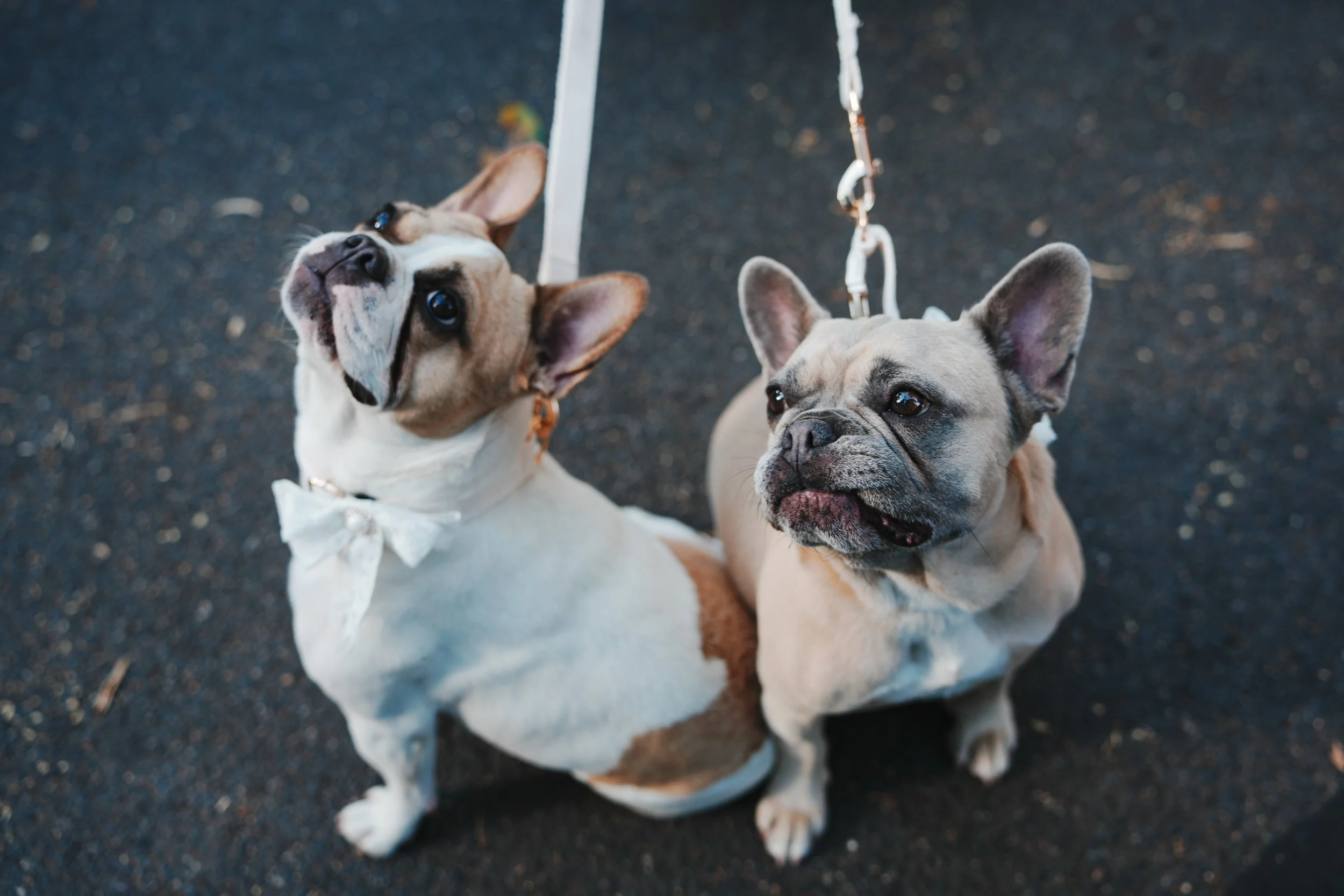 Mitch Gamble Media x Nikki & Tom's Wedding (Smaller Files)-095.jpg