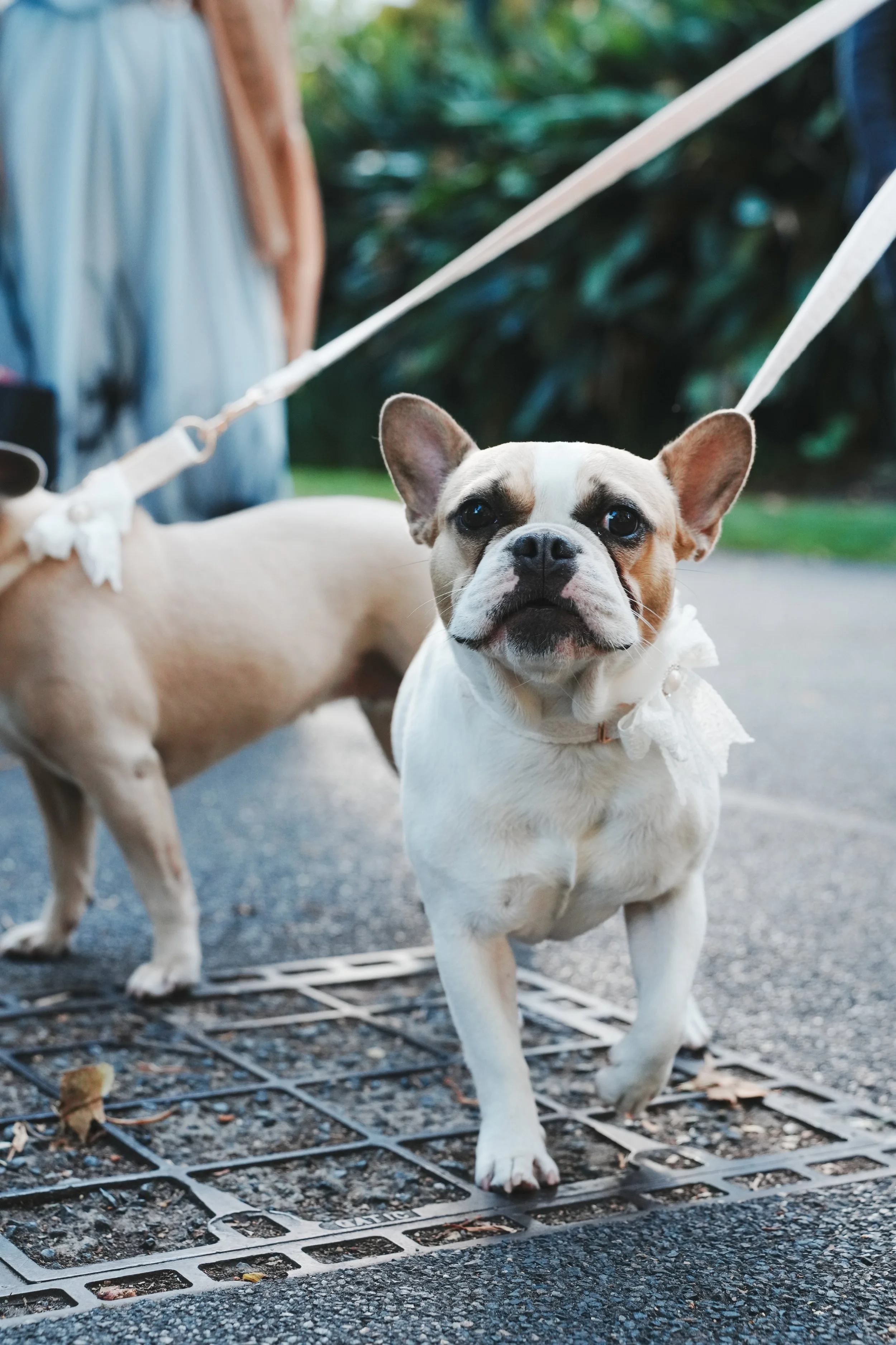 Mitch Gamble Media x Nikki & Tom's Wedding (Smaller Files)-097.jpg