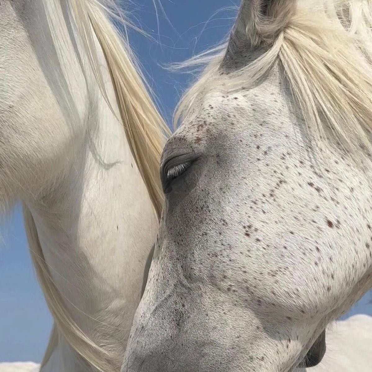 In the year of the horse be a freckled one 🐎✨
.
.
.
.
#freckletattoos