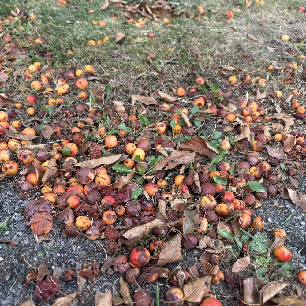 Fallen crab apples scattered across grass and leaves in an Ottawa yard