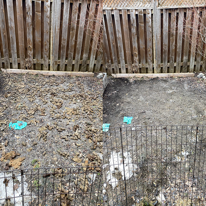 Comparison of a backyard area before and after soil leveling and cleanup, enclosed by a metal fence with a wooden fence in the background.