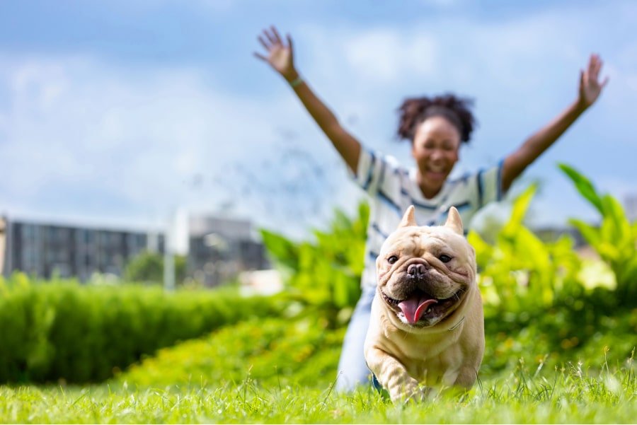 5 Benefits of Walking Your Dog