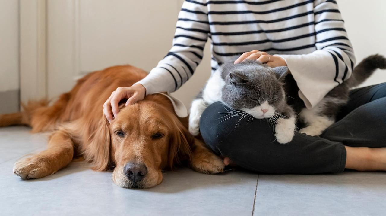 Finding the Right Pet Sitter: A Guide for Pet Parents