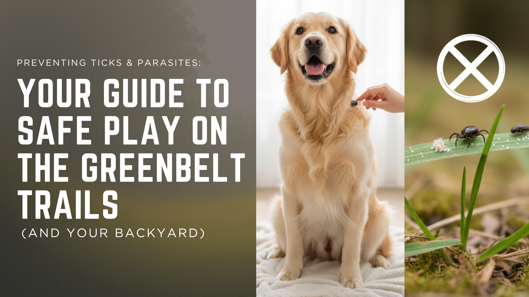Preventing Ticks &amp; Parasites: Your Guide to Safe Play on the Greenbelt Trails (and Your Backyard)
