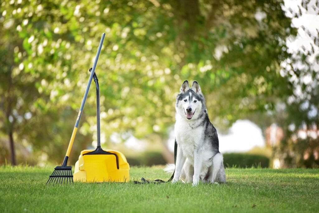 Dog Poop Removal Ottawa: Keep Your Yard Clean &amp; Healthy This Season