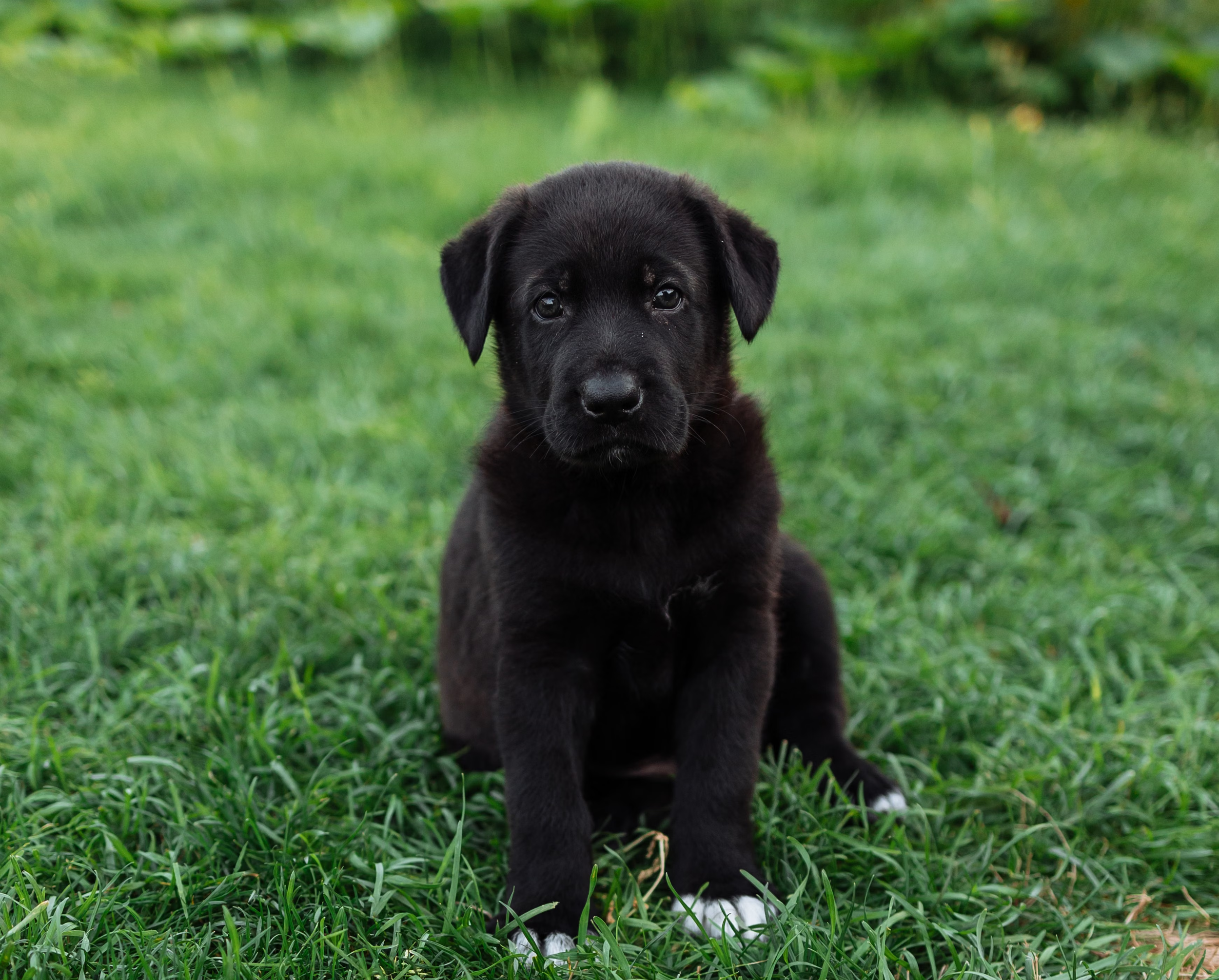 5 Surprising Benefits of Hiring a Dog Poop Removal Service in Ottawa