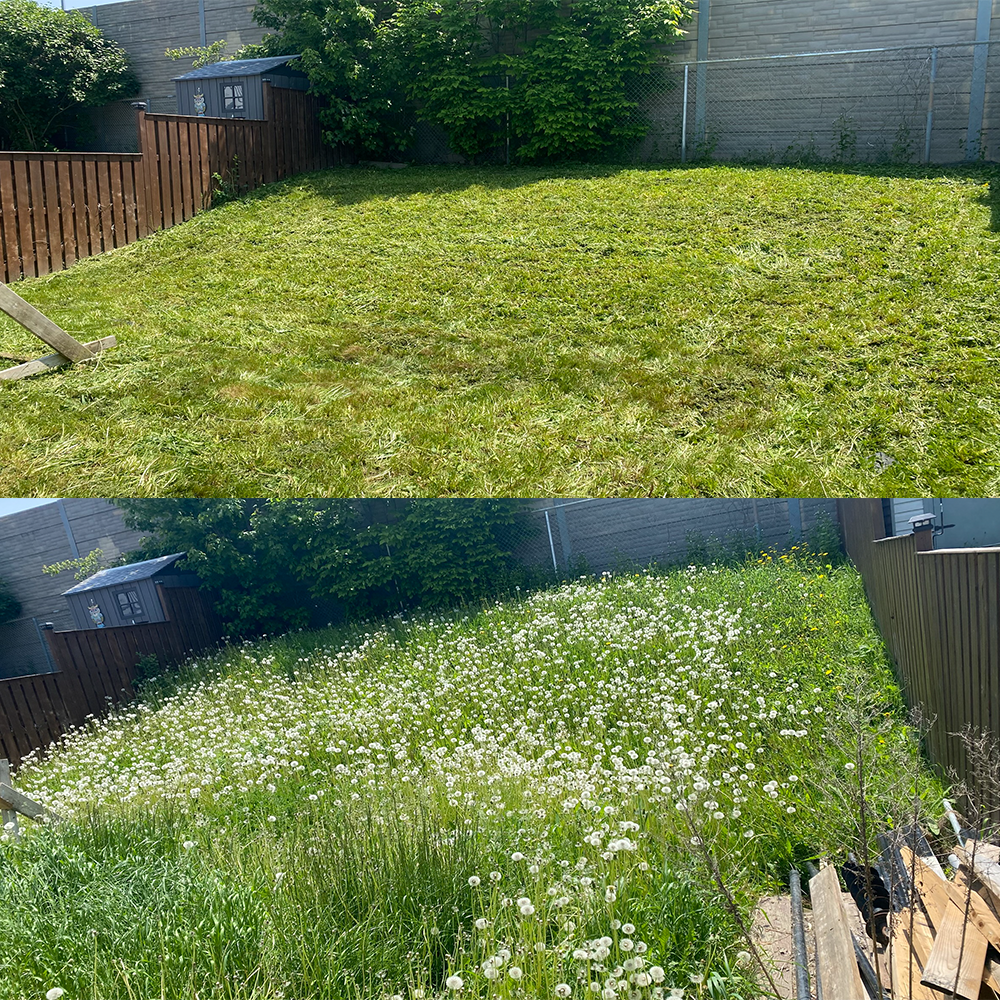 Comparison of a backyard before and after grass has been allowed to grow wild, with the second image showing tall grass and numerous dandelions.