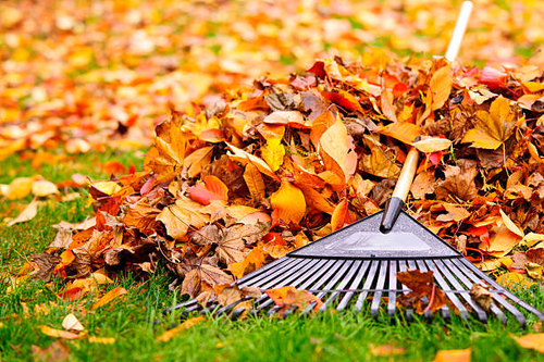 Autumn leaf clean up in a yard