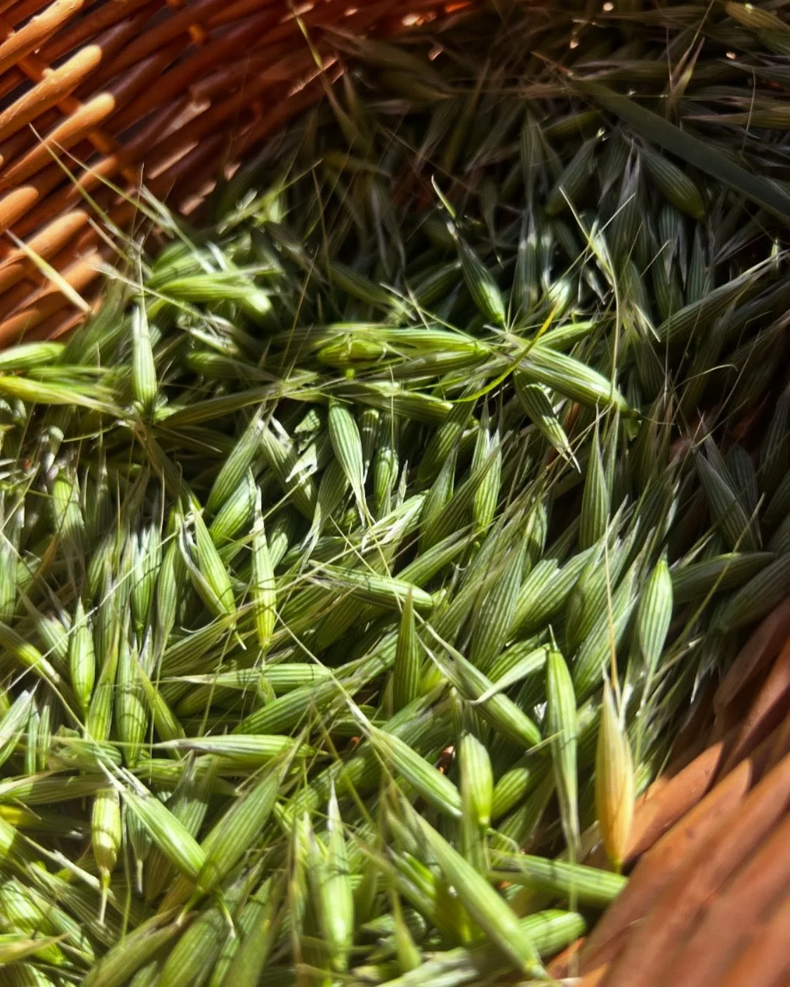 Lately, I&rsquo;ve been quiet here. This pause from social media has been intentional&mdash;a much-needed moment to reflect, recalibrate, and listen inward.

I&rsquo;ve been sitting with big questions: Where do I want Divine Roots Botanicals to grow 