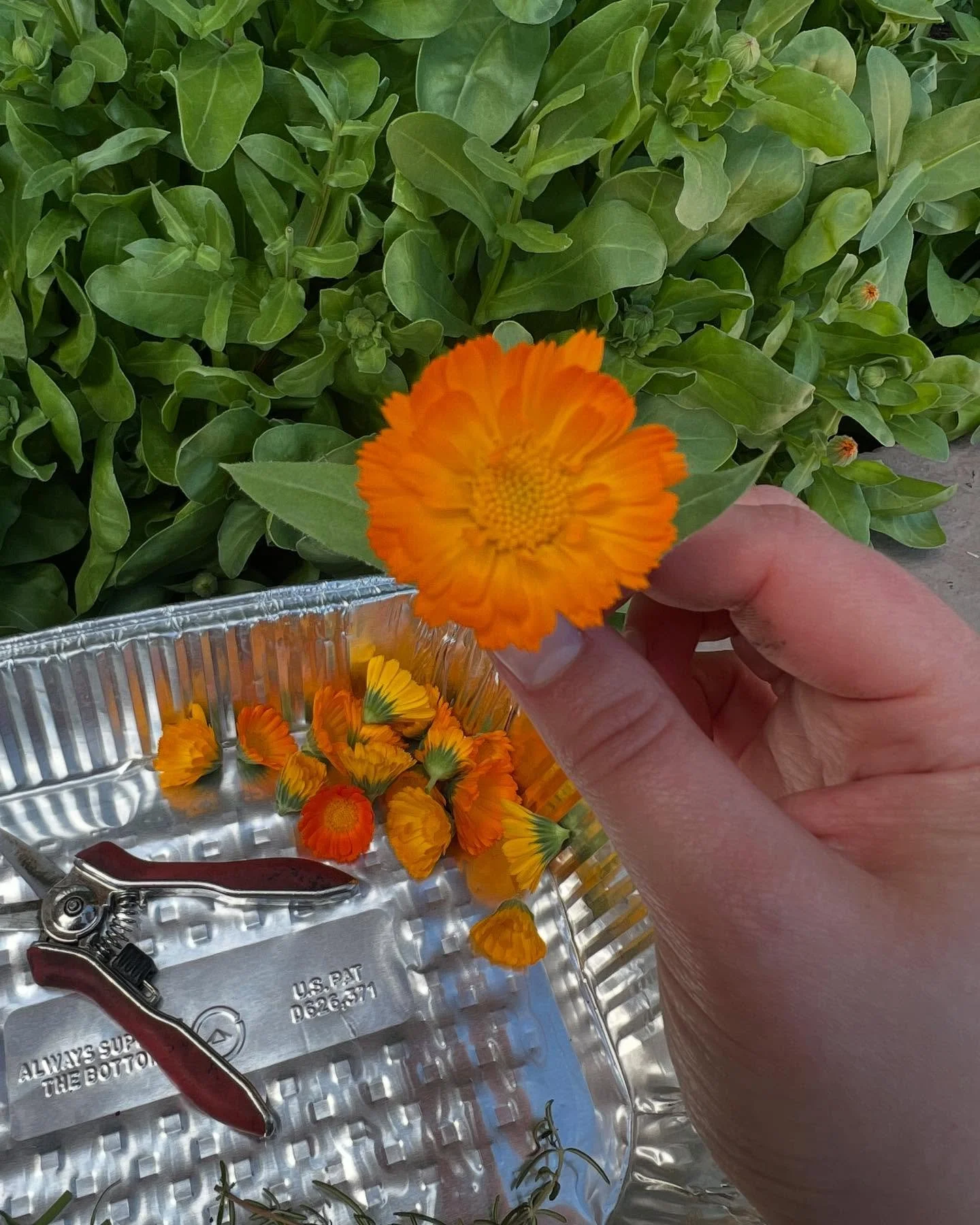 This month I have been focusing on skin health.
Say hello to radiant, healthy skin with Calendula (Calendula officinalis) 🌼 This golden flower is packed with anti-inflammatory, antimicrobial, and skin-repairing properties&mdash;perfect for soothing 