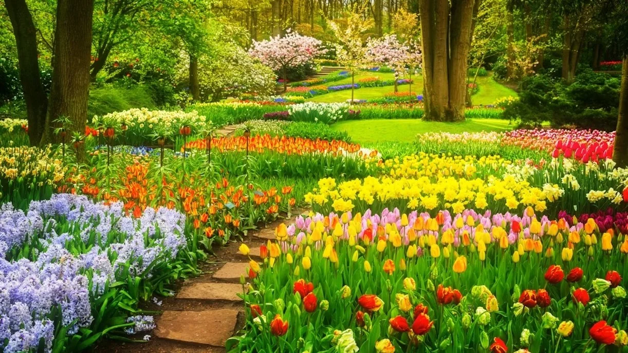 A Field Full of Tulips