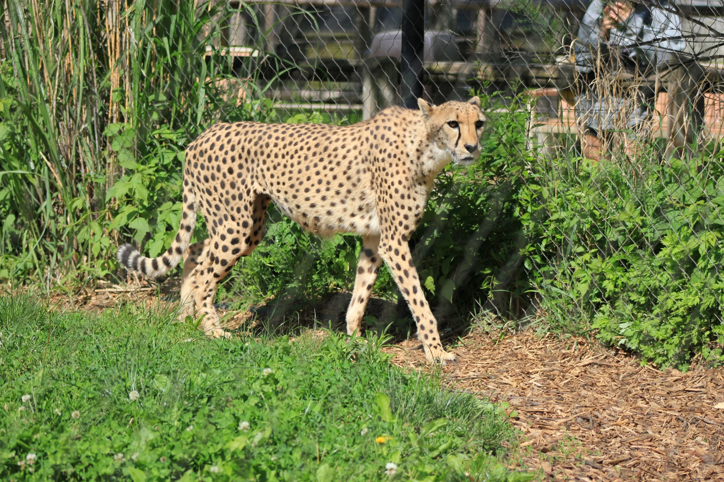 The Cheetah is Walking along the fence at the Columbus Zoo