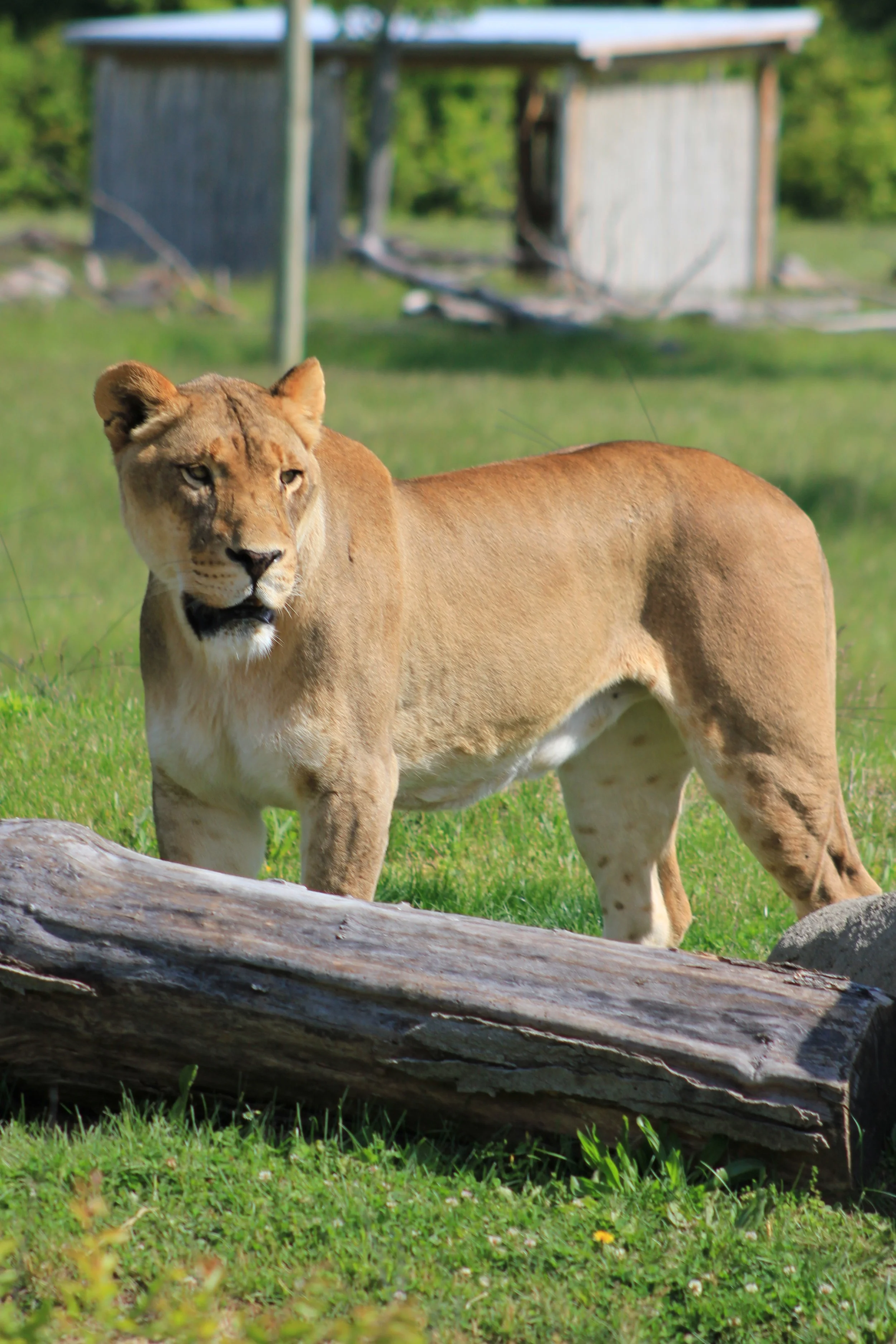 Female lion looking over the log