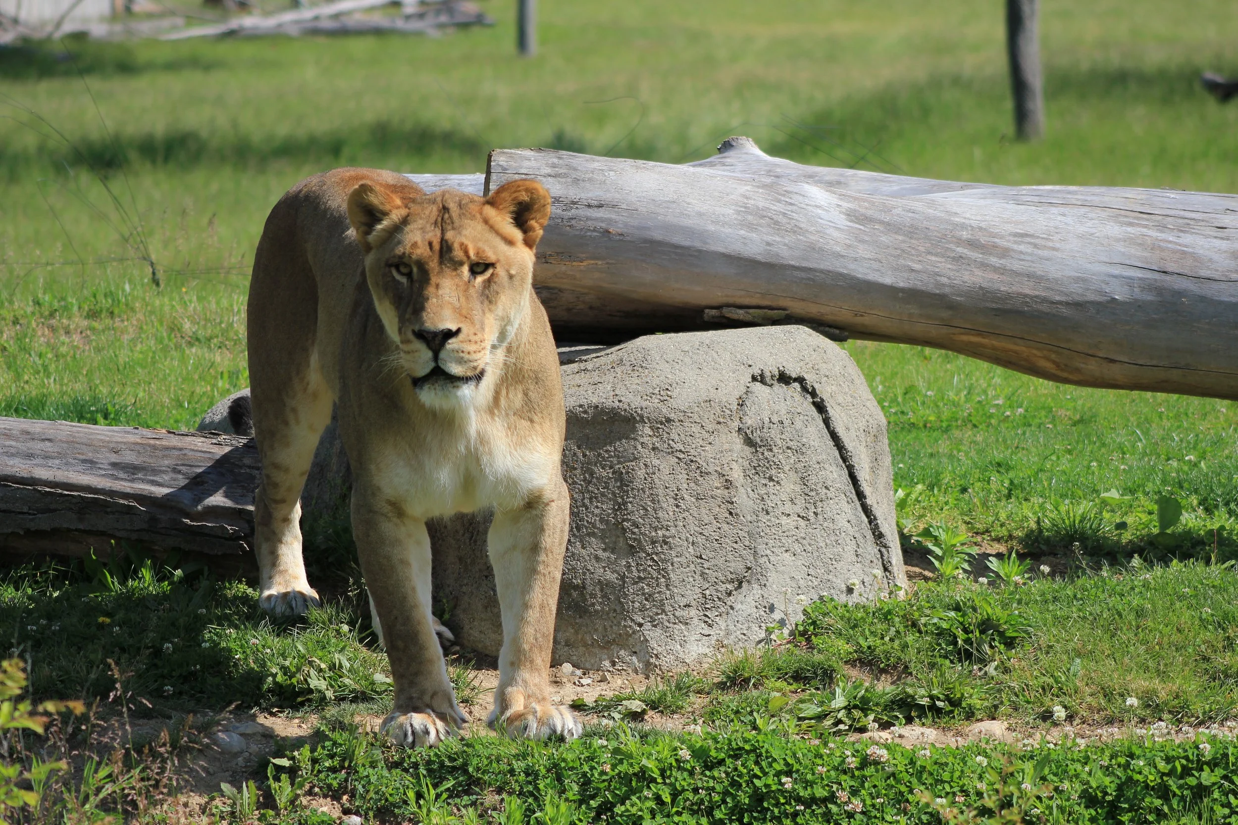 Female lion walking over the log