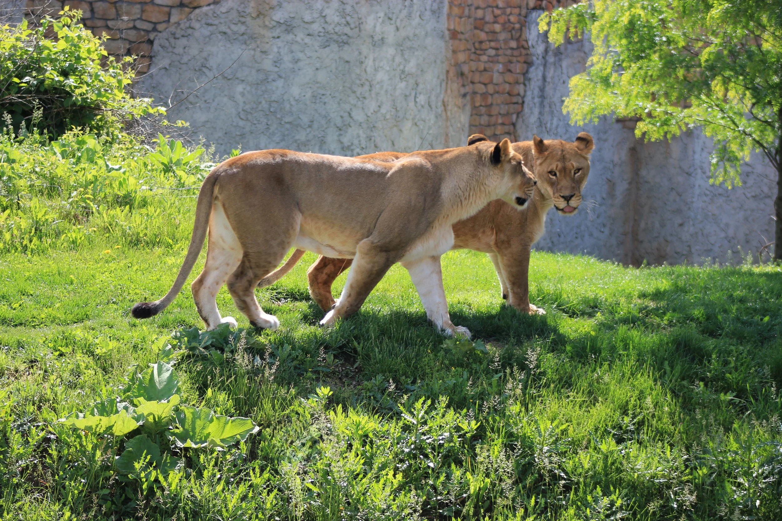 To Lions Chatting